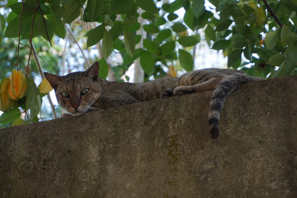 Cat on wall PixaHive