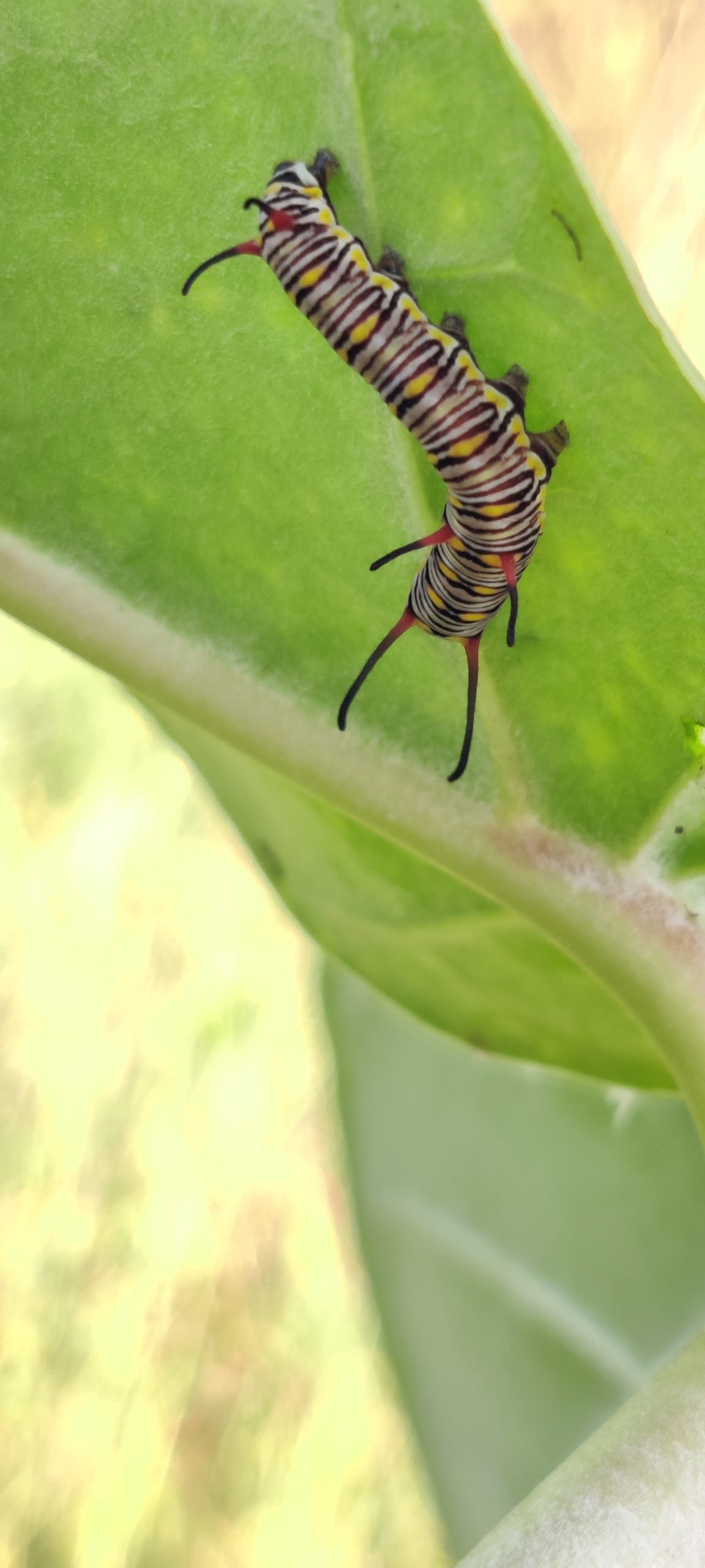 Caterpillar on a leaf