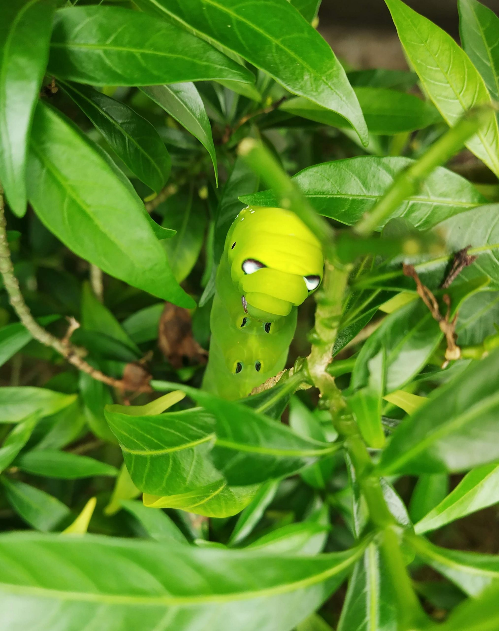 A caterpillar in leaves