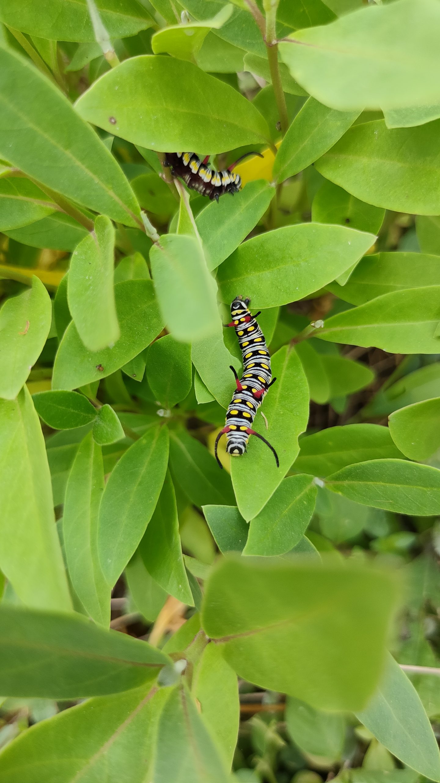 A caterpillar on a plant