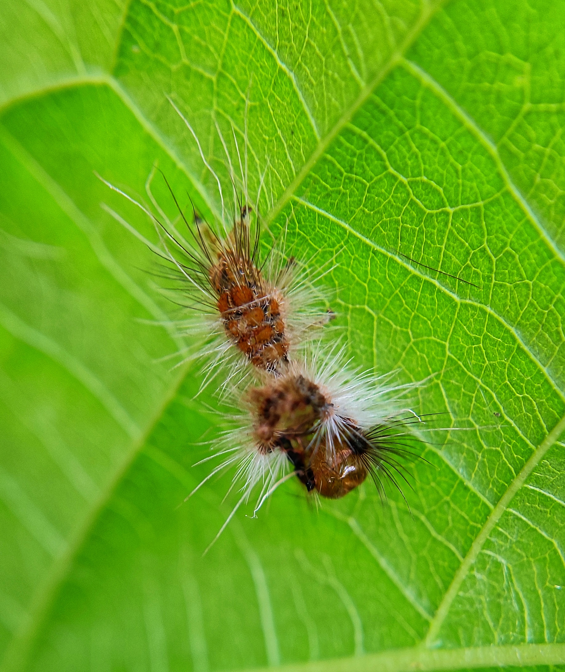 Caterpillar on leaf