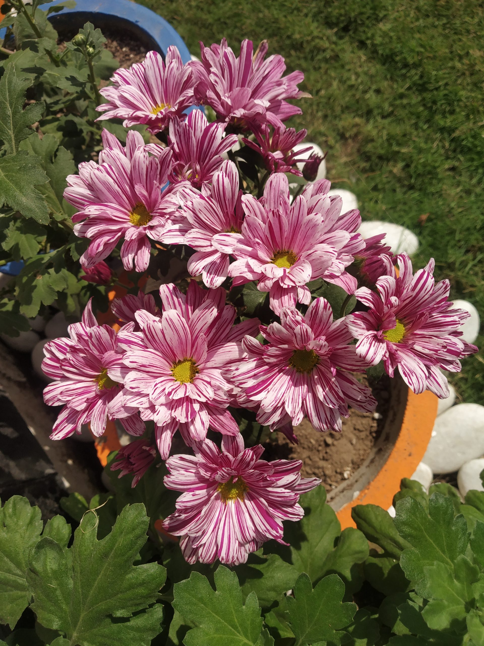 Flowering plant