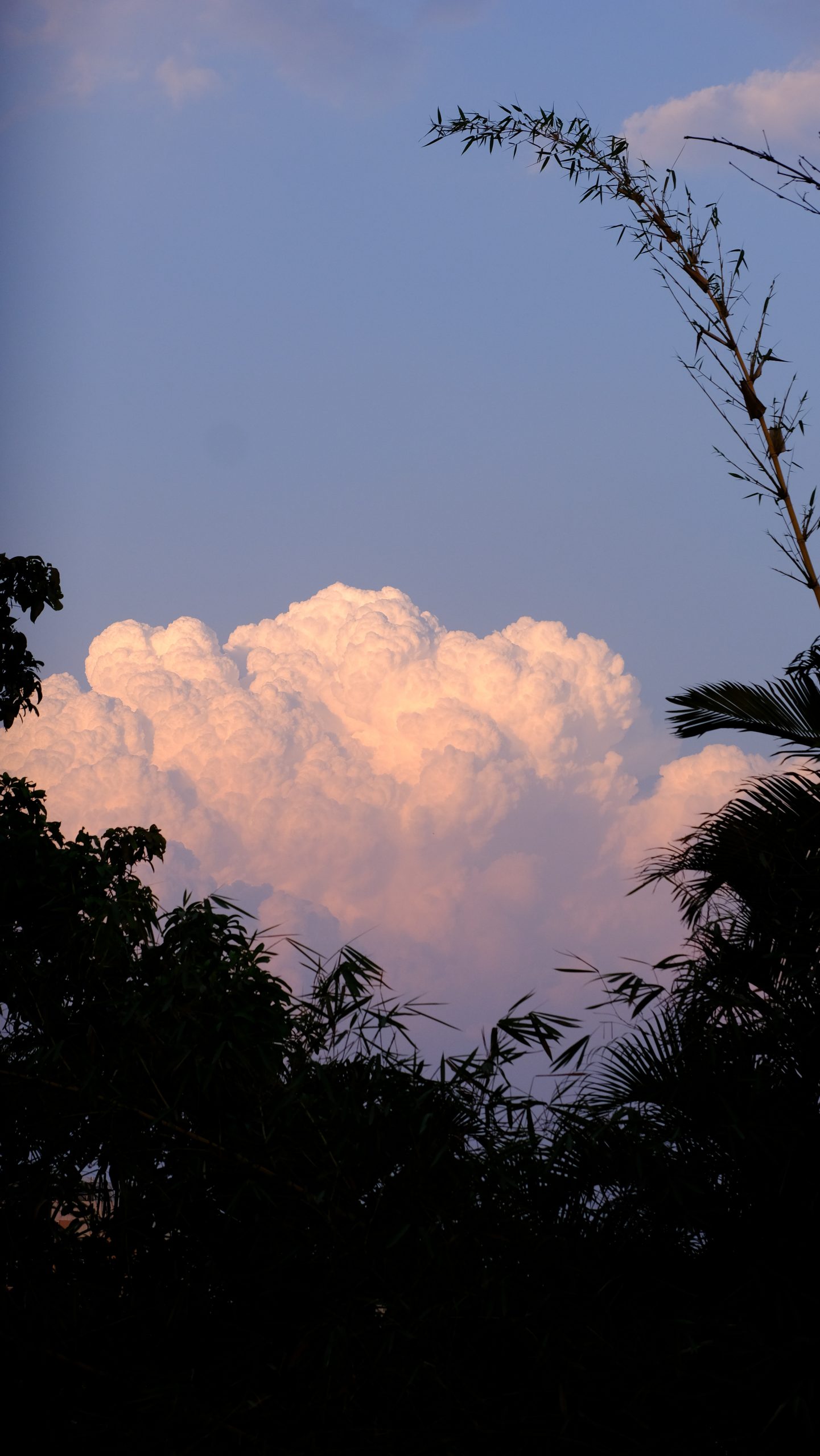 Cloud and trees