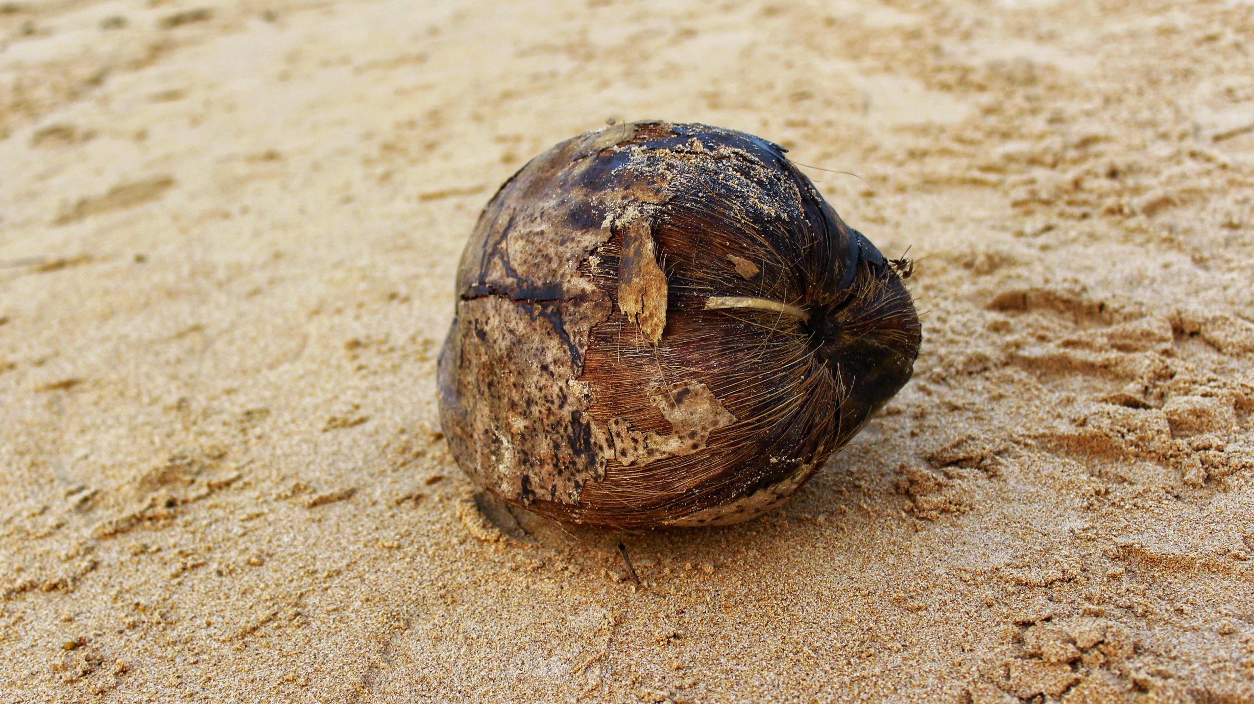 A dry coconut shell