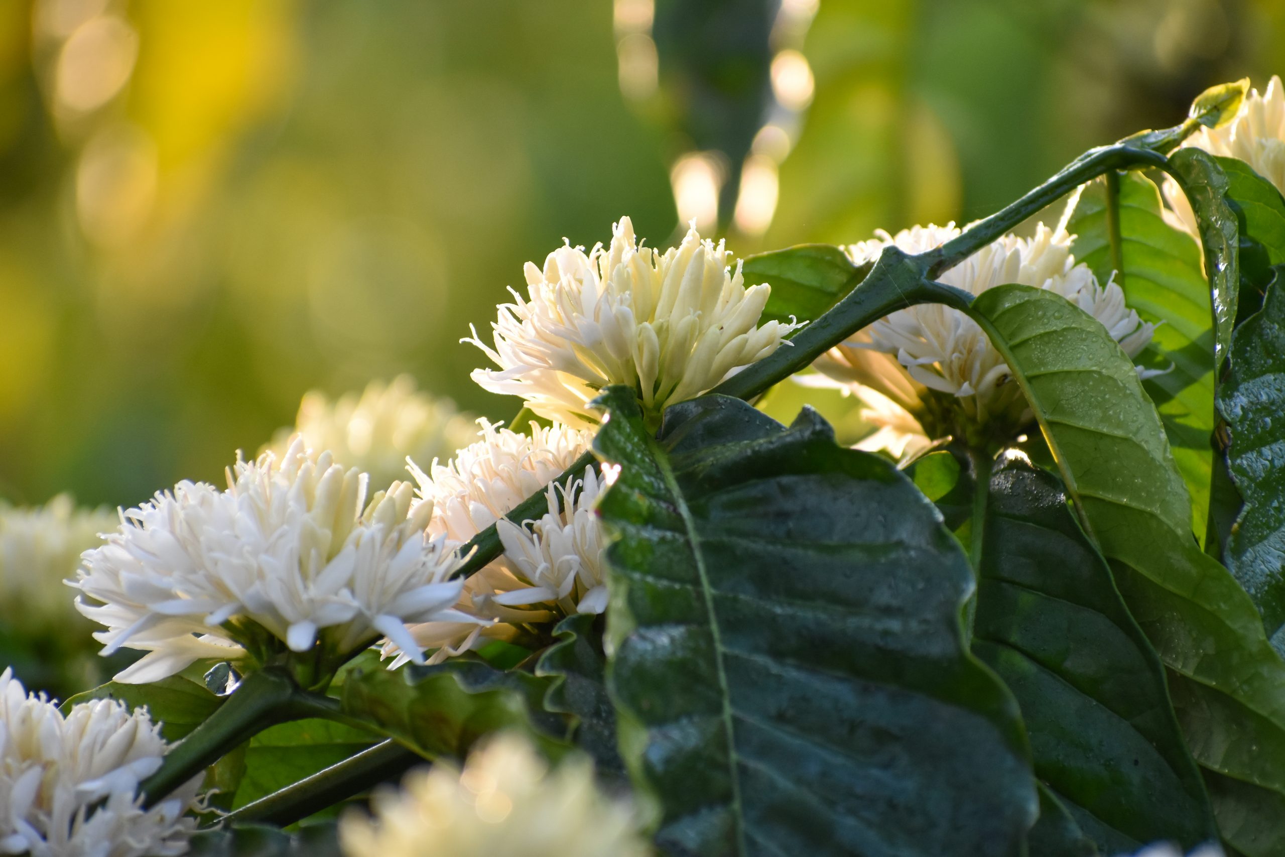 Coffee flower