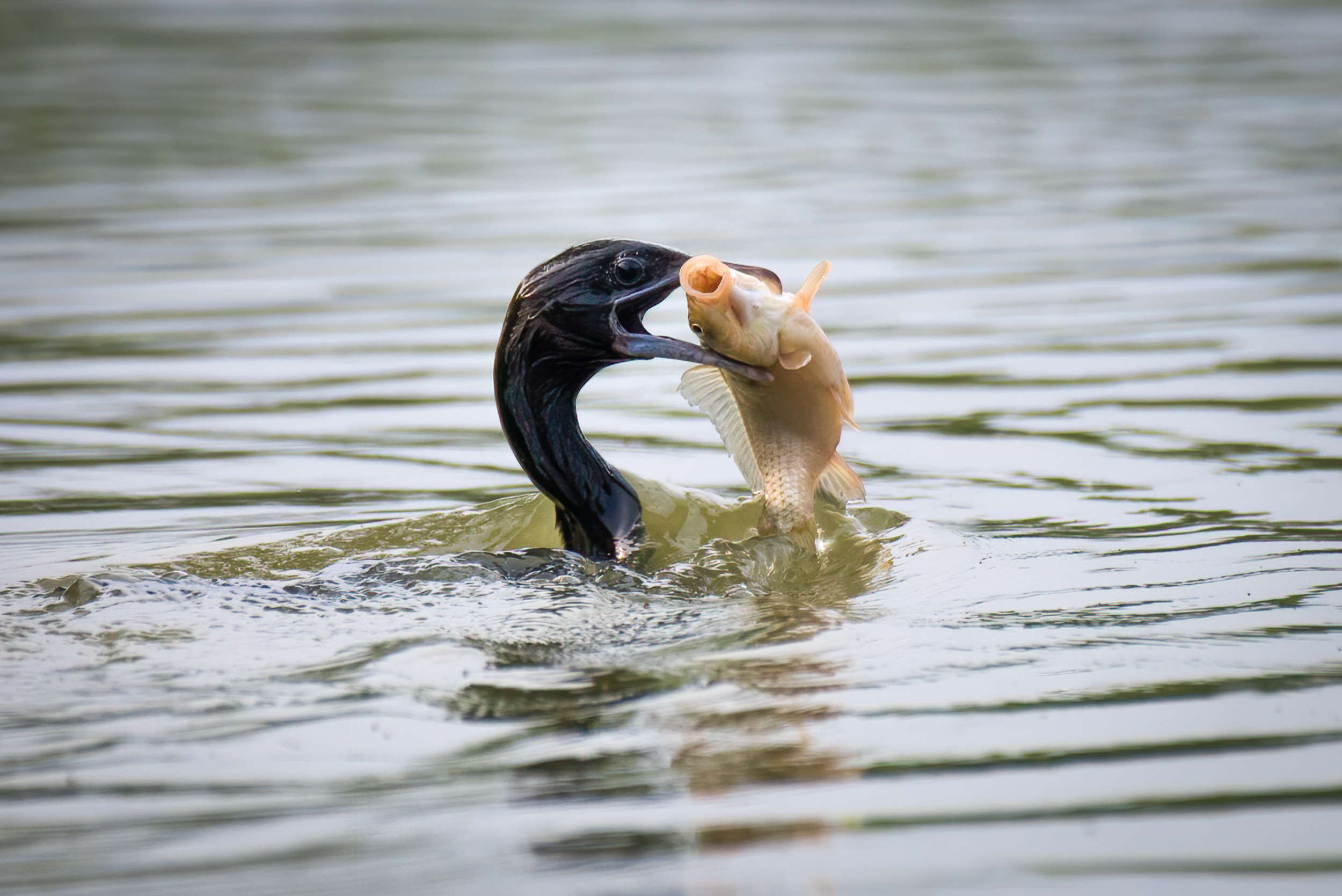 Cormorant Fish