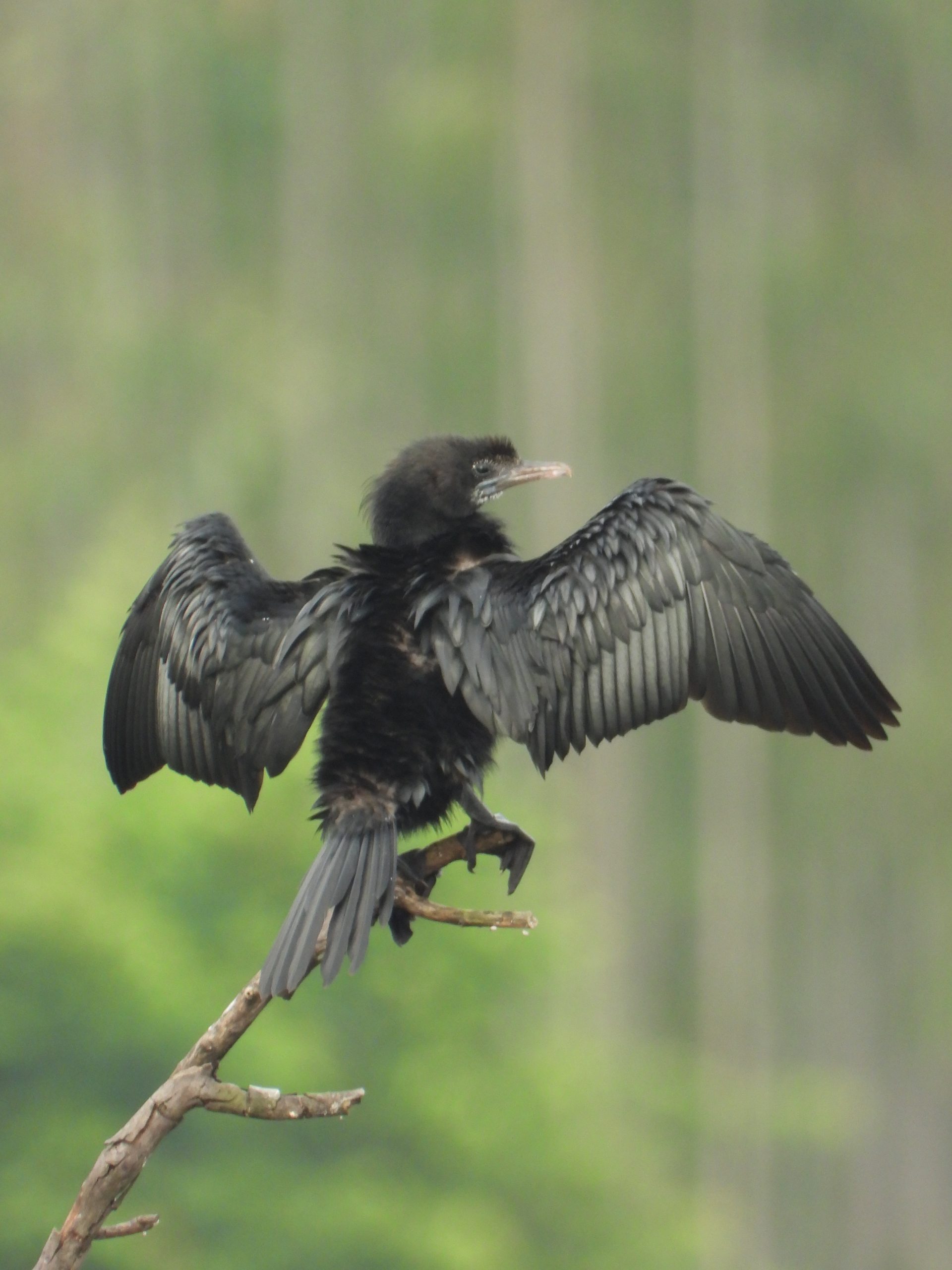 Cormorant with spreaded wings