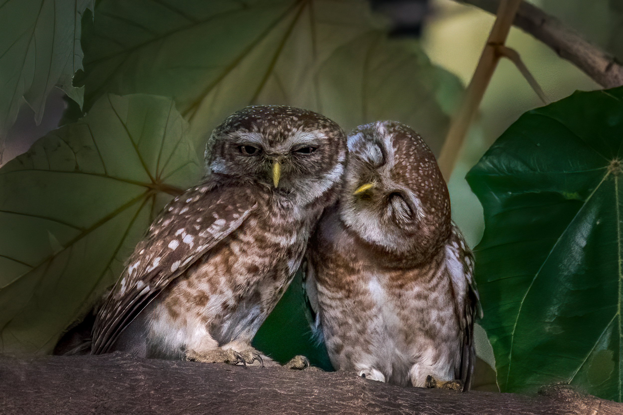 Owls sitting on tree