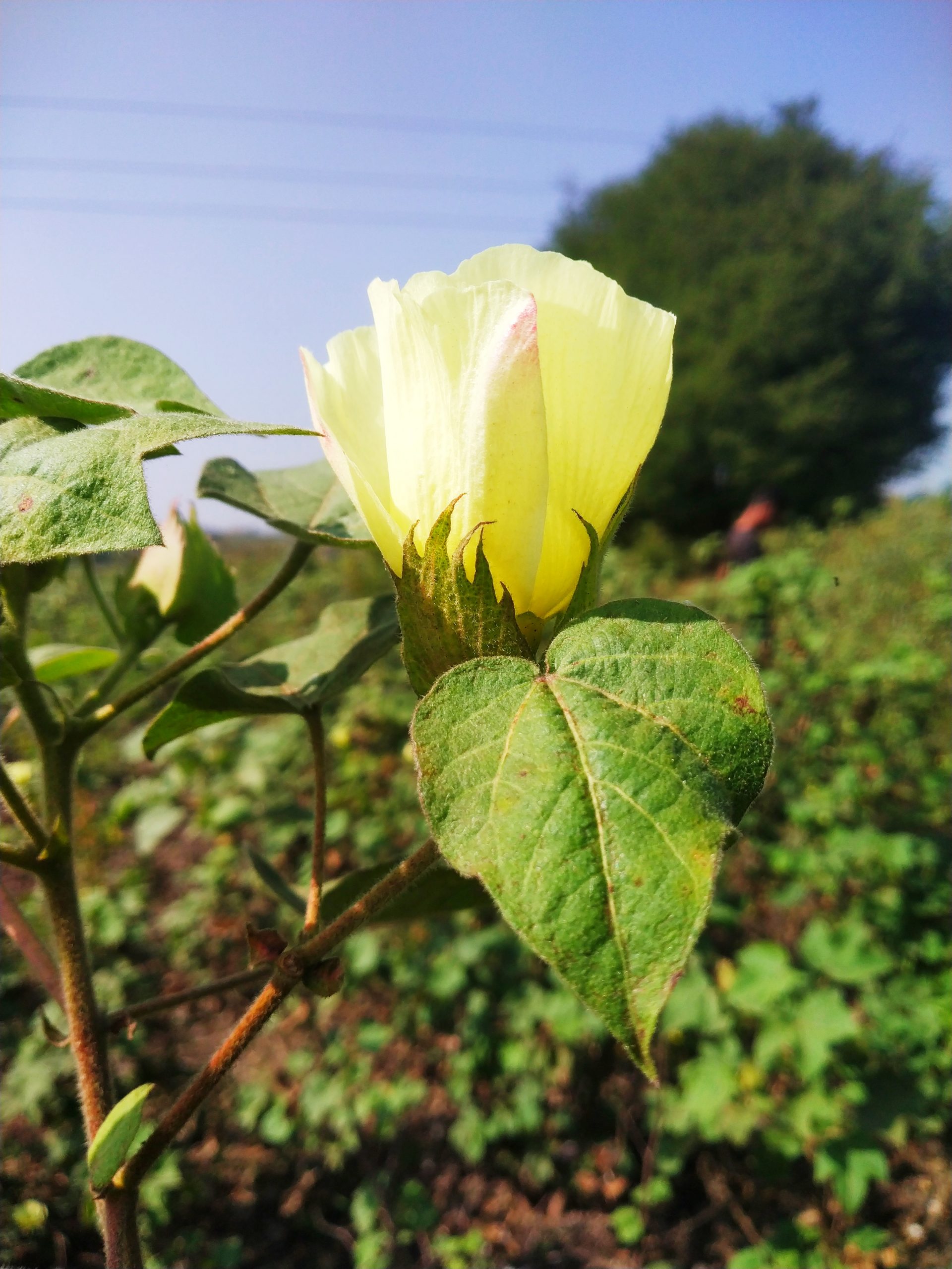 Cotton plant flower