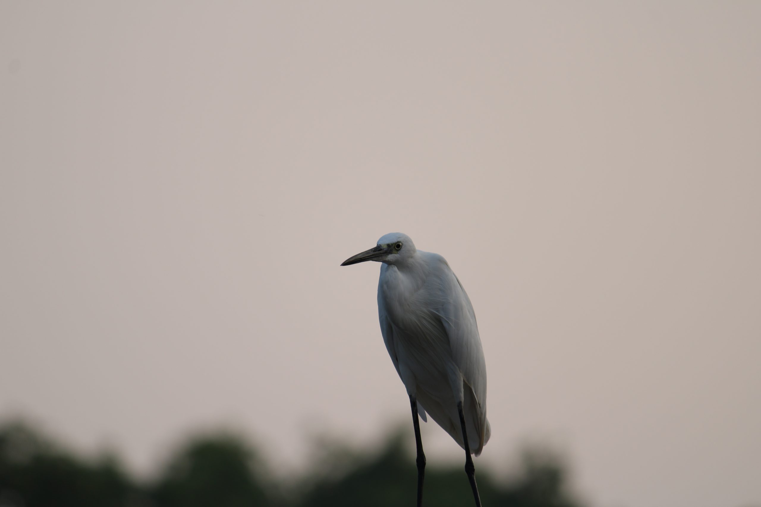 Crane bird macro view