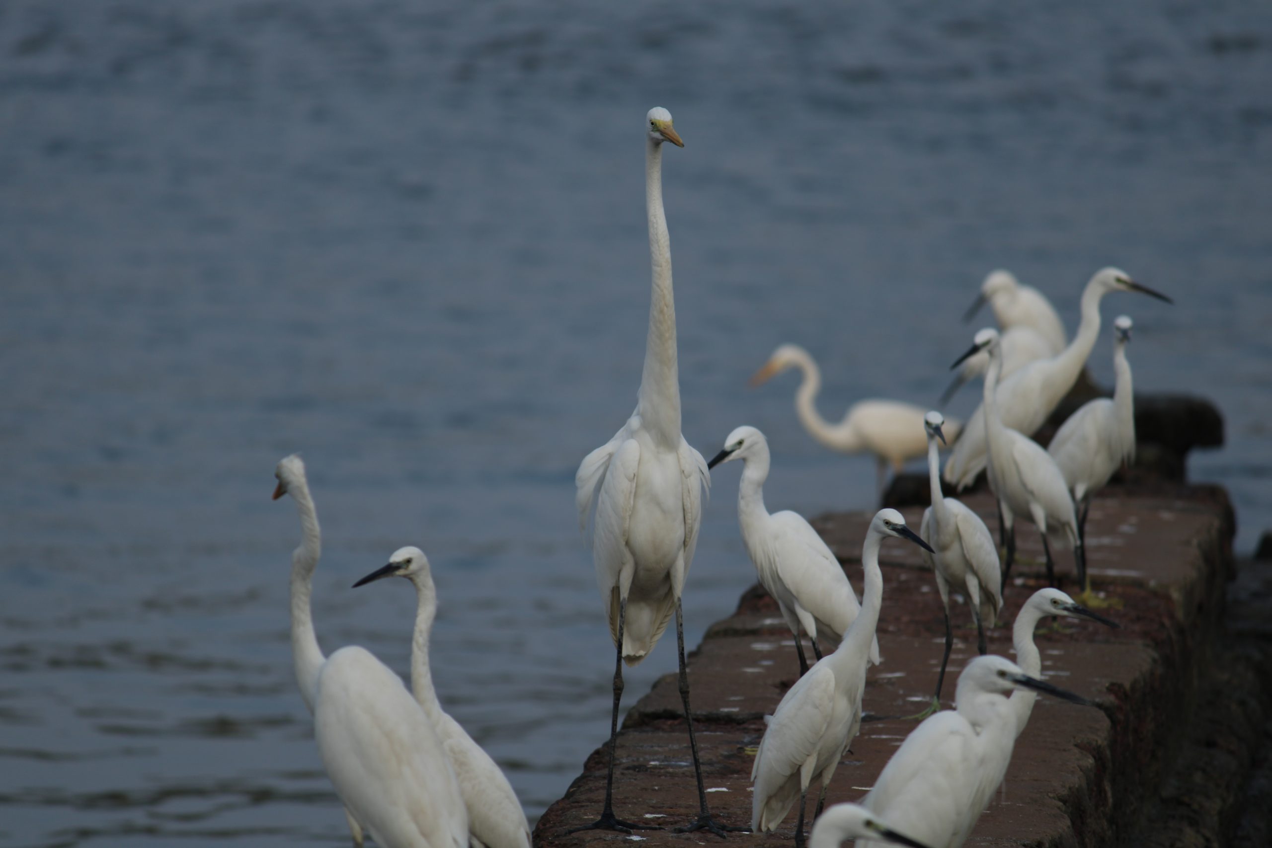 Crane birds near river