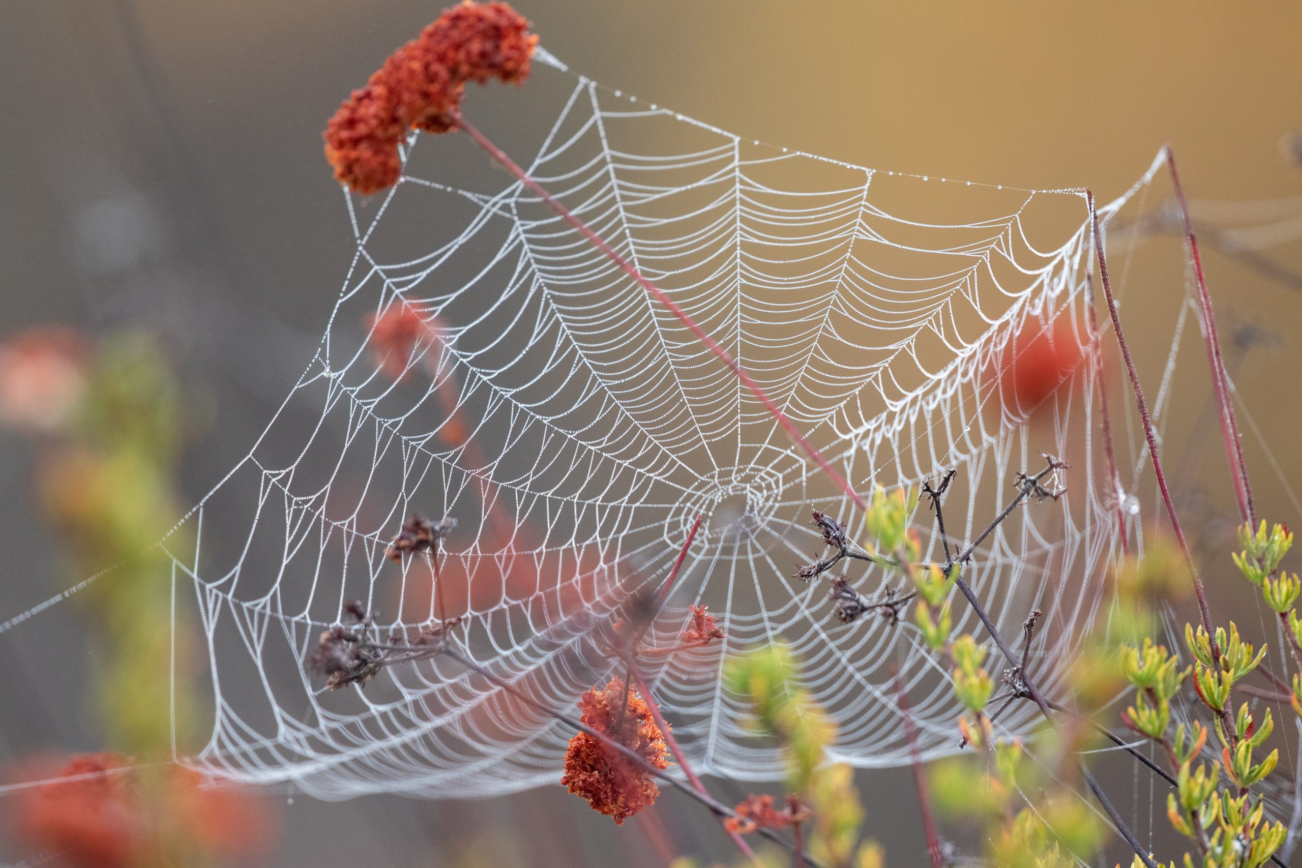 Spider web on plant