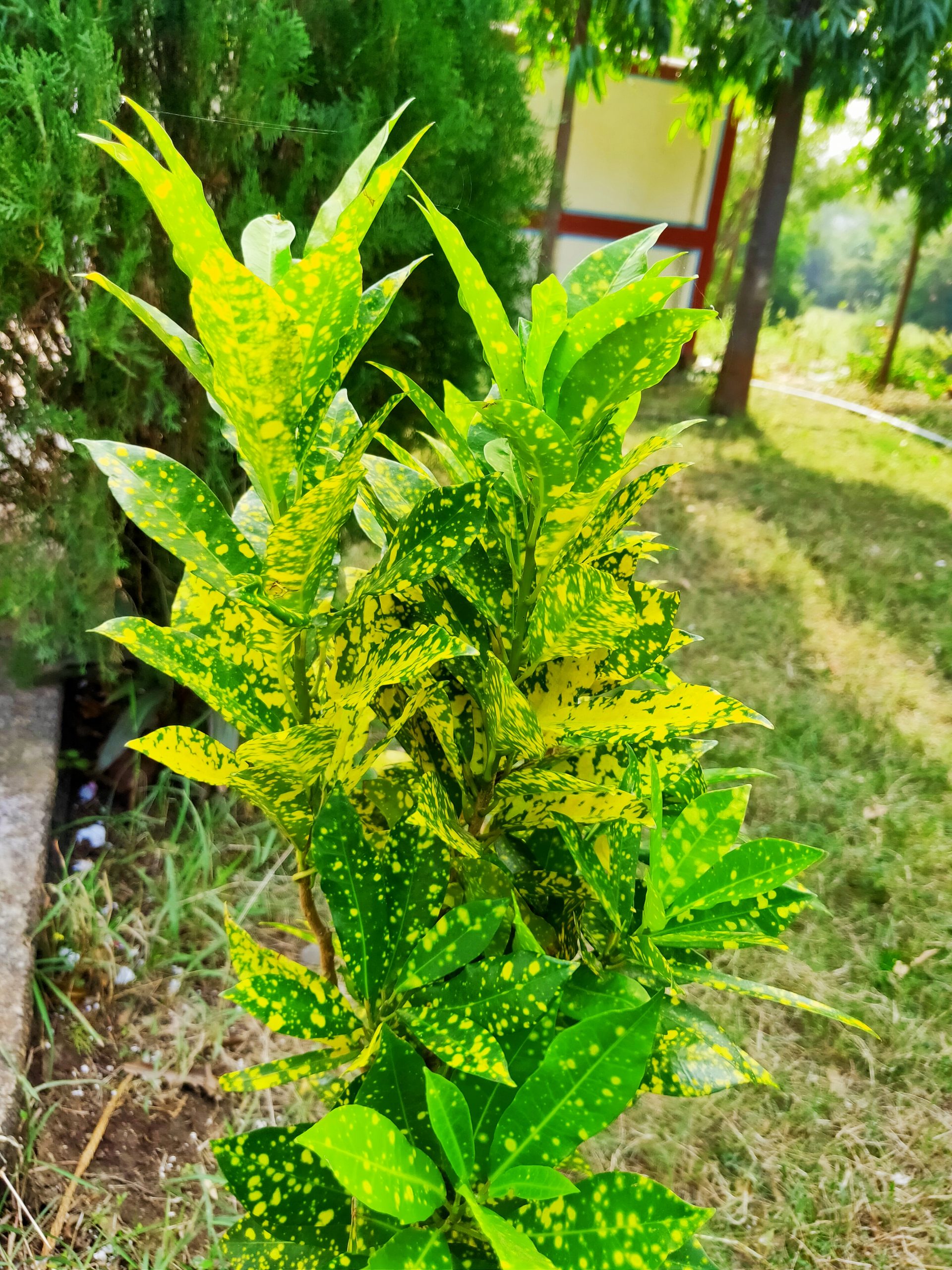 Plant in the garden