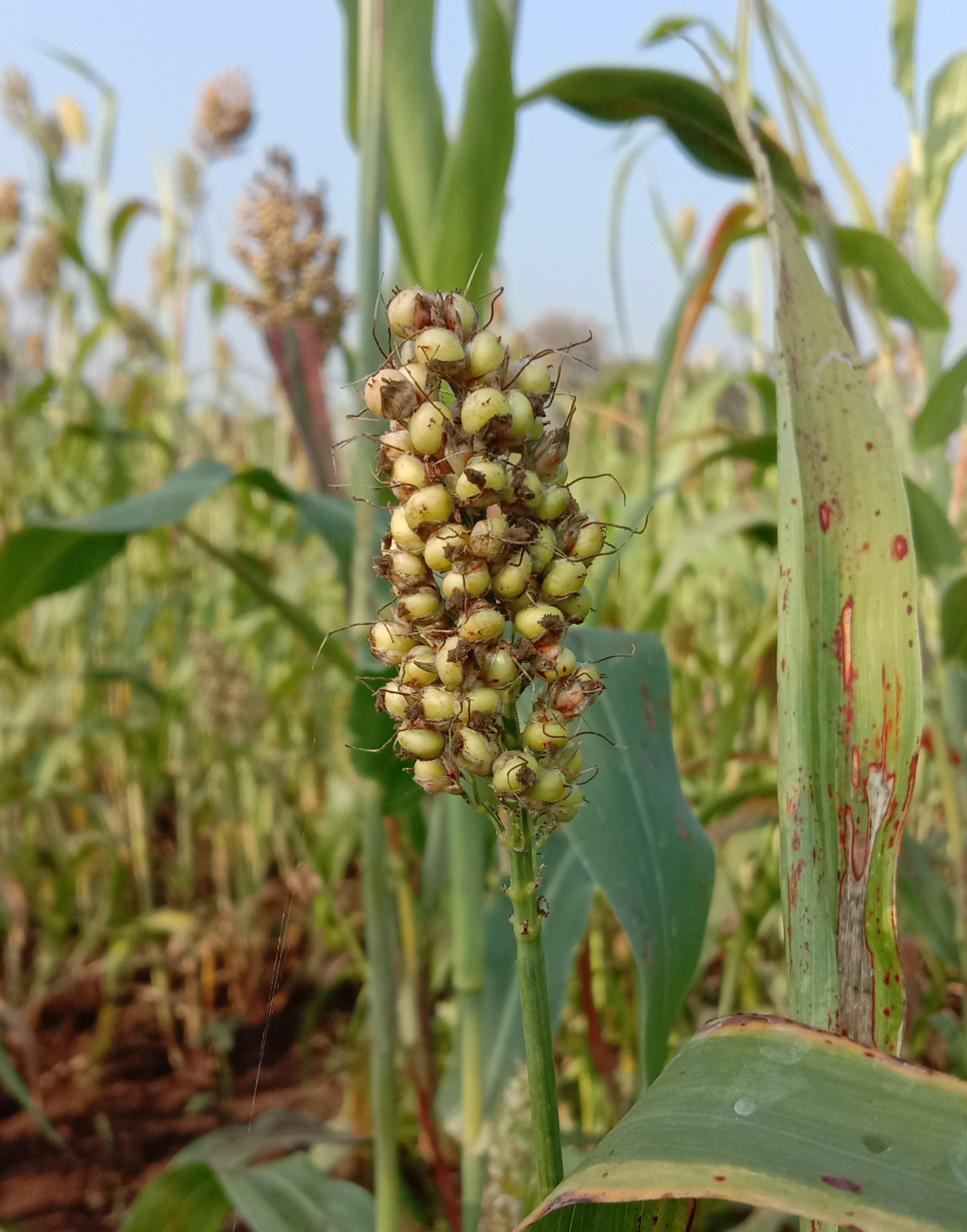 Crop in farm