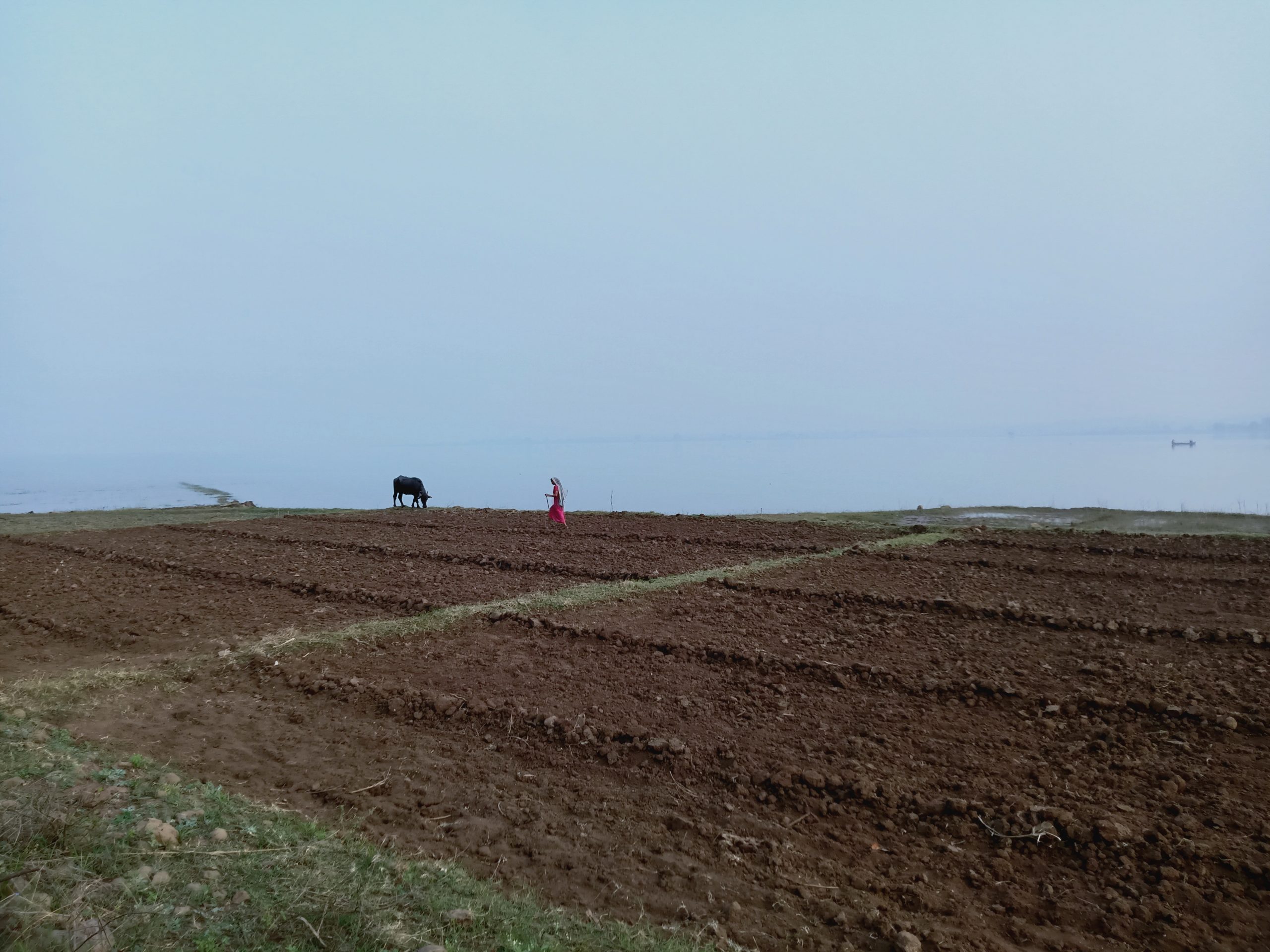 Cultivated fields at beachside