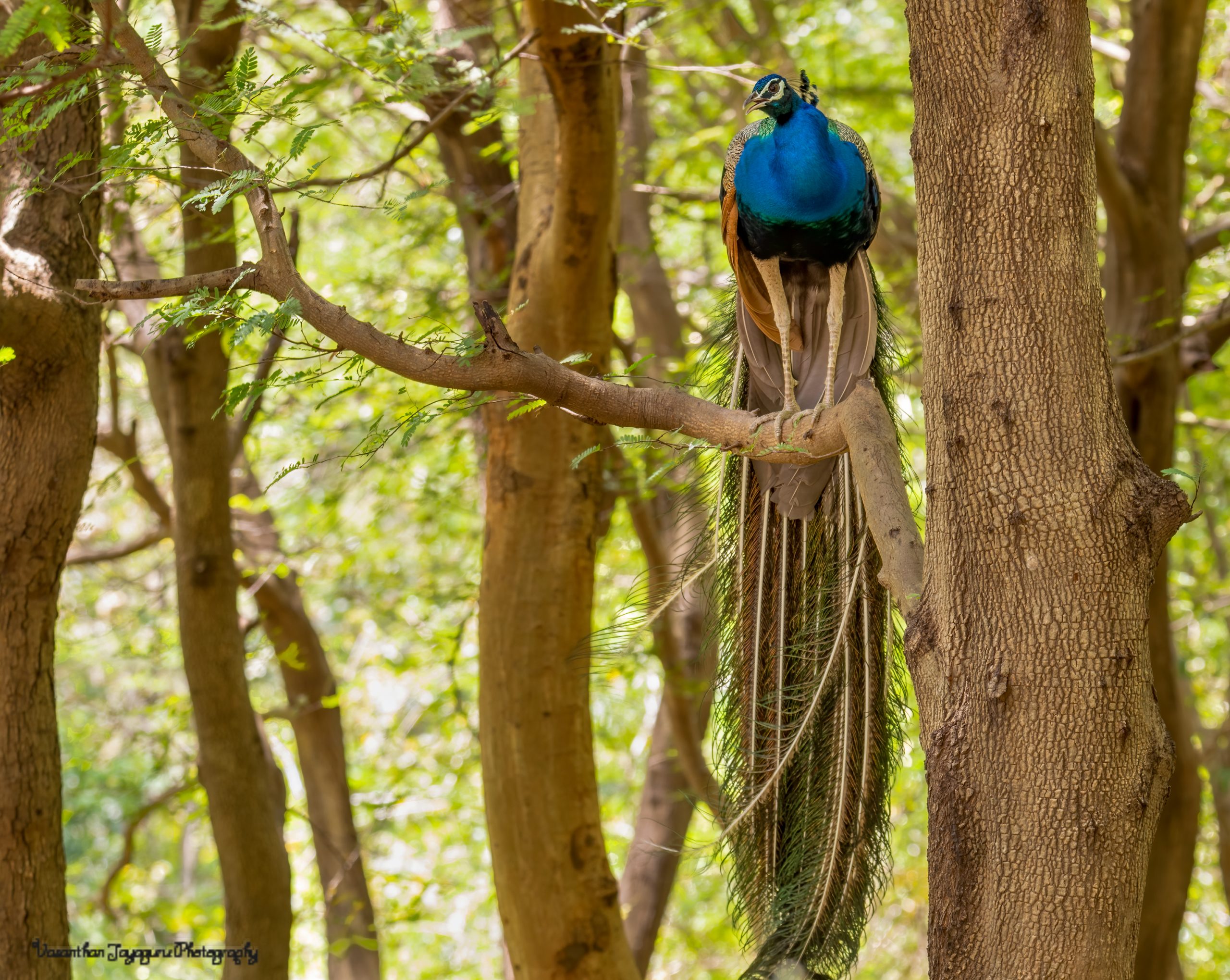 Peacock sitting on tree