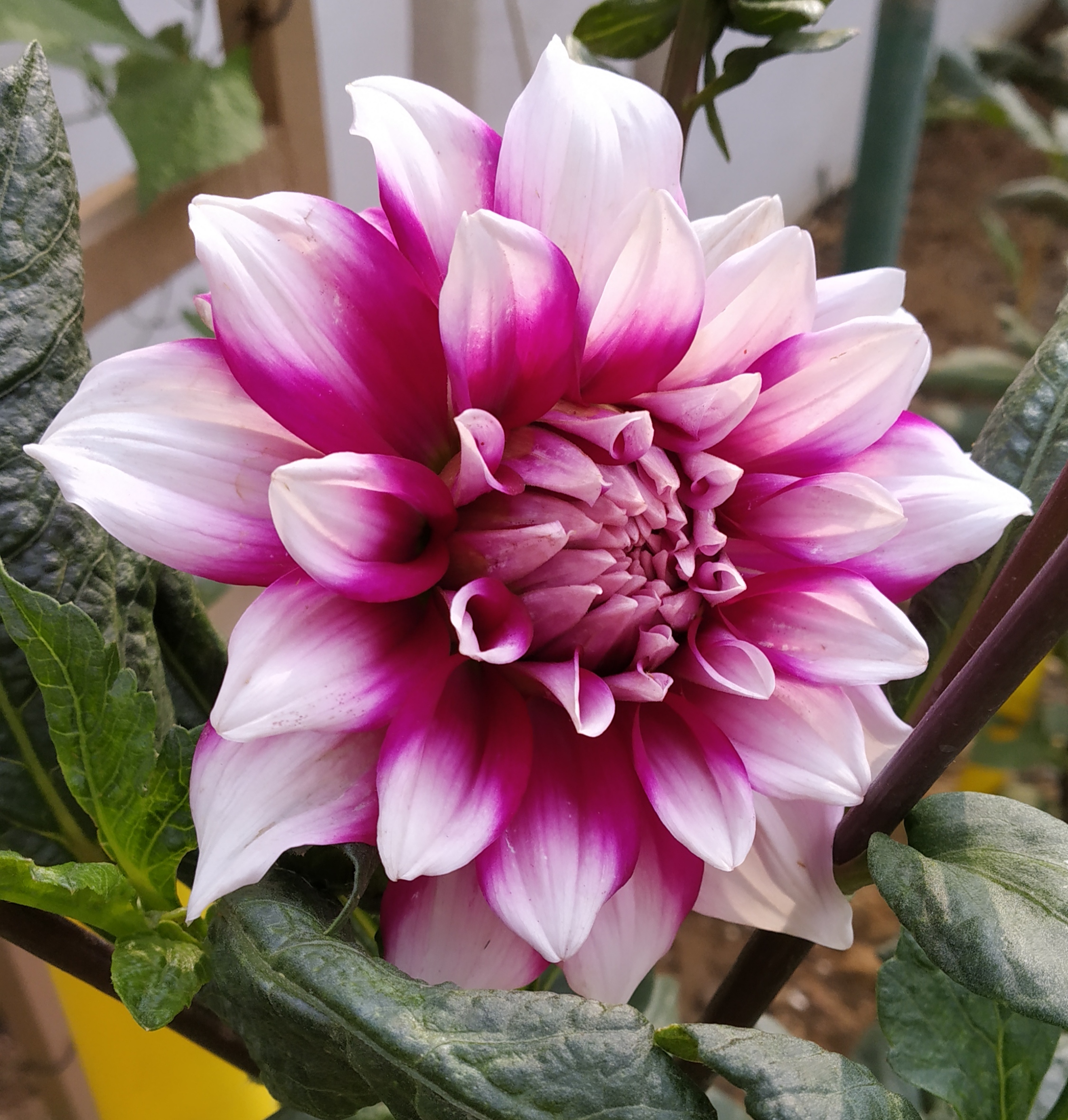 Daheliya flower