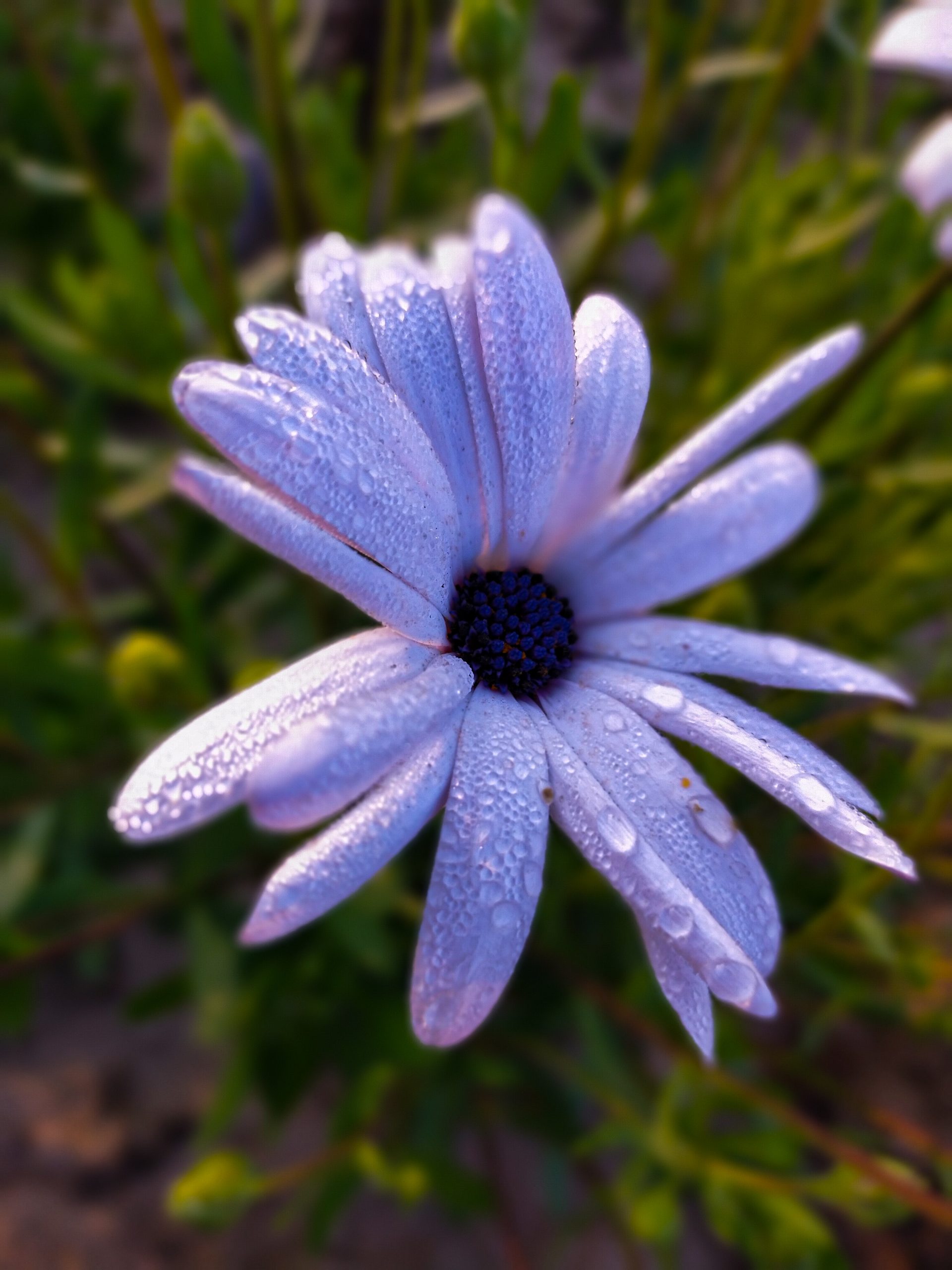 Dew on Daisy flower