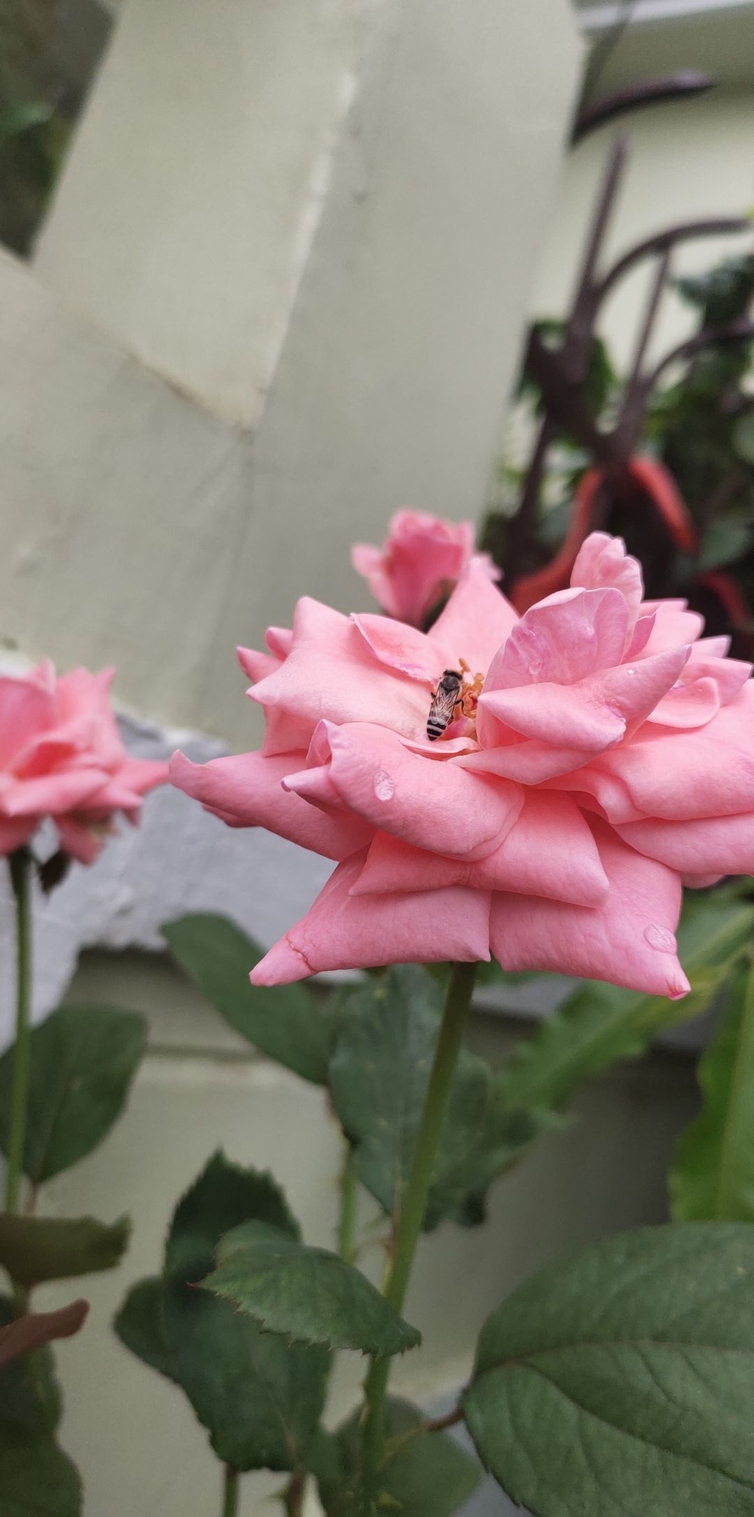 Flowering plant