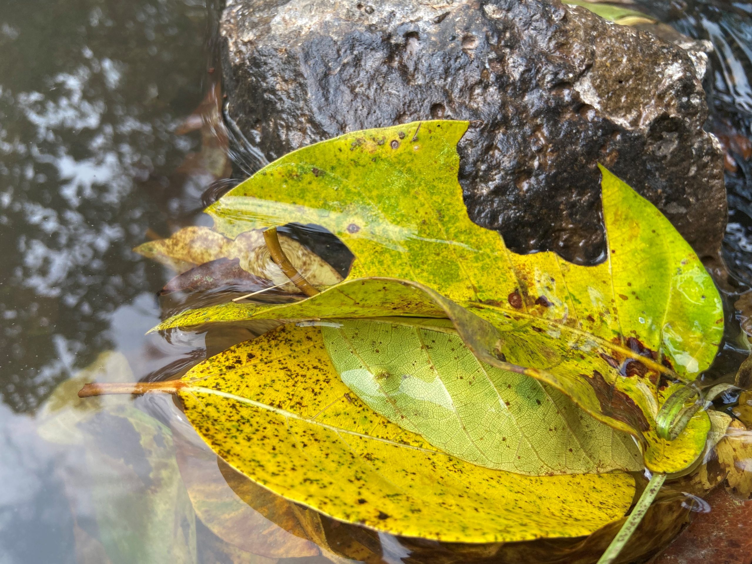 Dead leaves in water