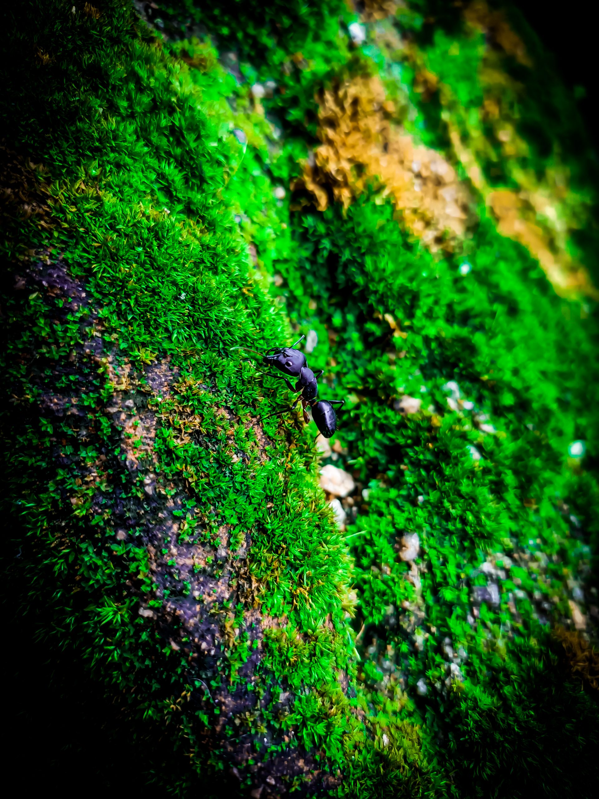 An ant on moss