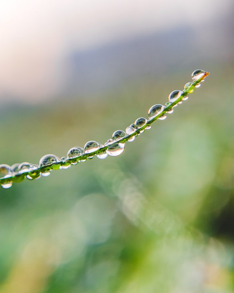 Dew drops - PixaHive