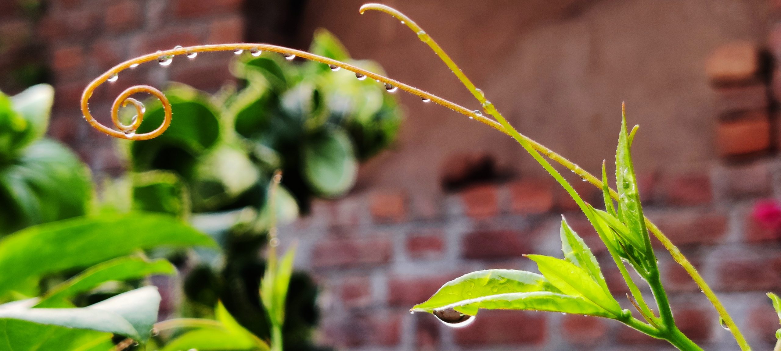 Dew drops on a plant