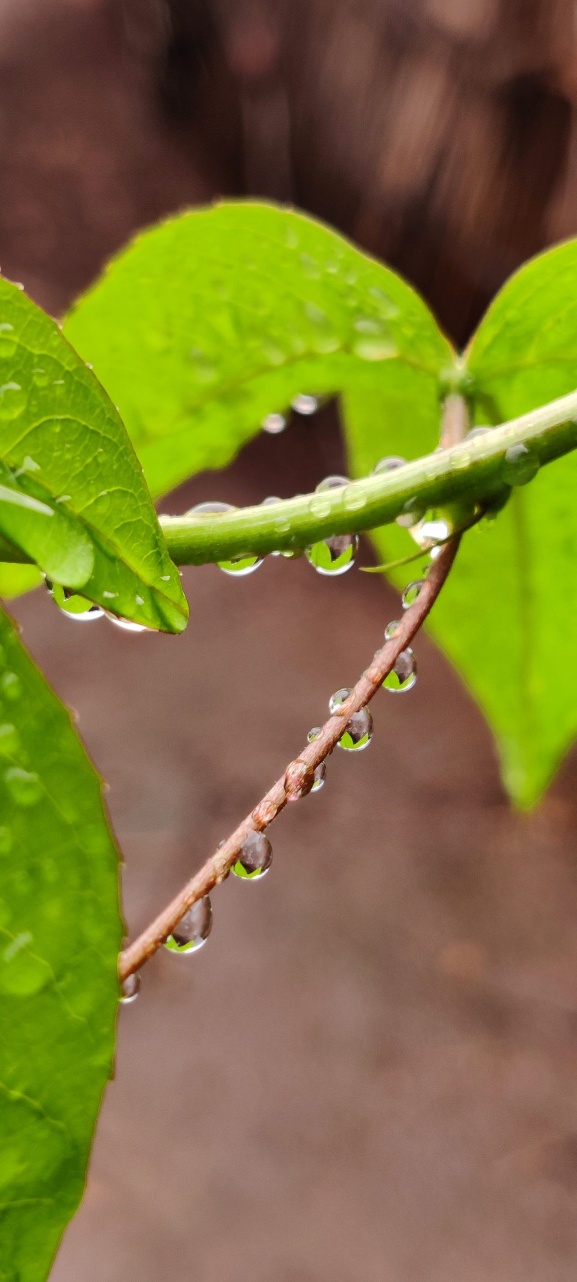 Dew on leaves and stem
