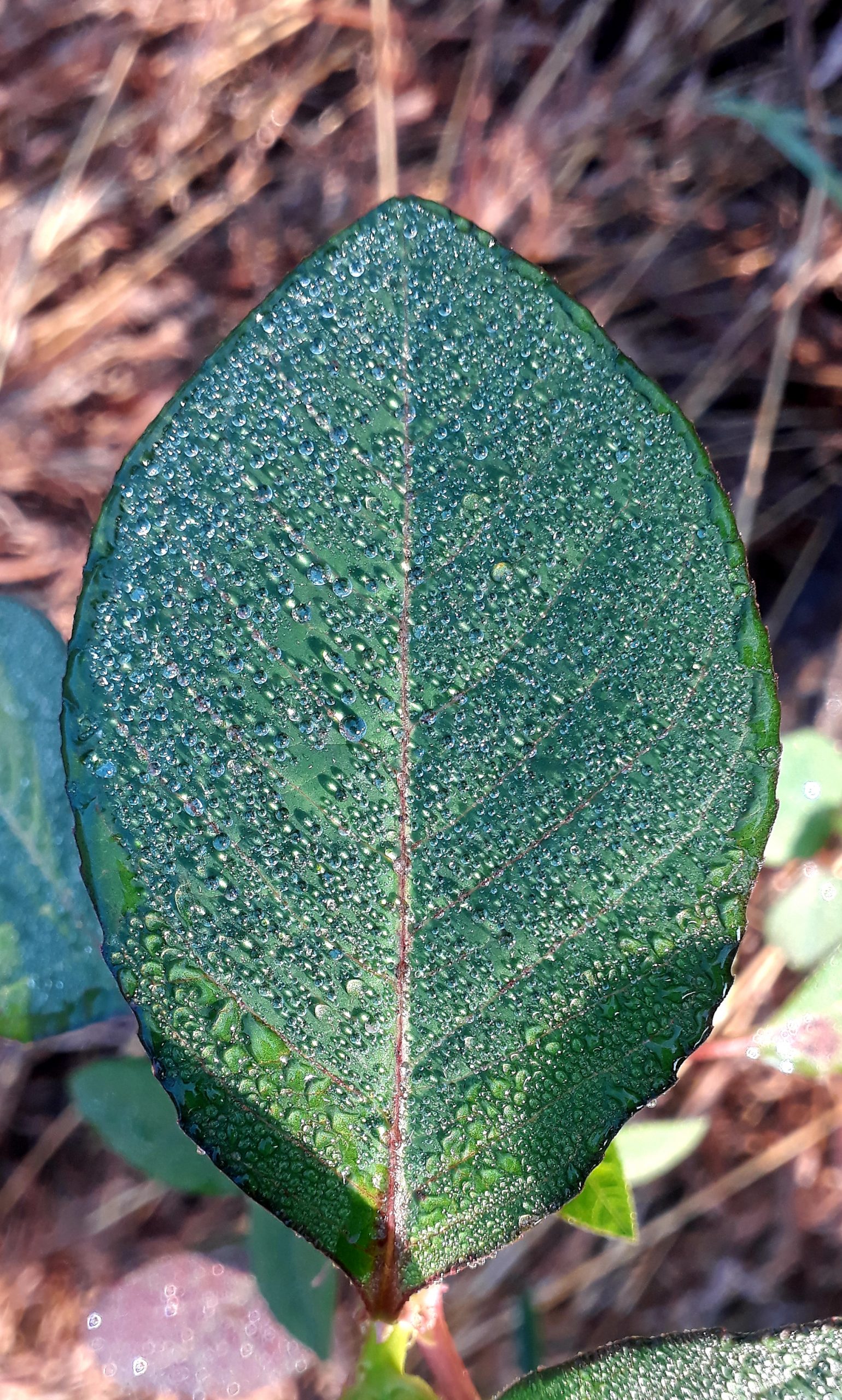 Dew on plant leaf