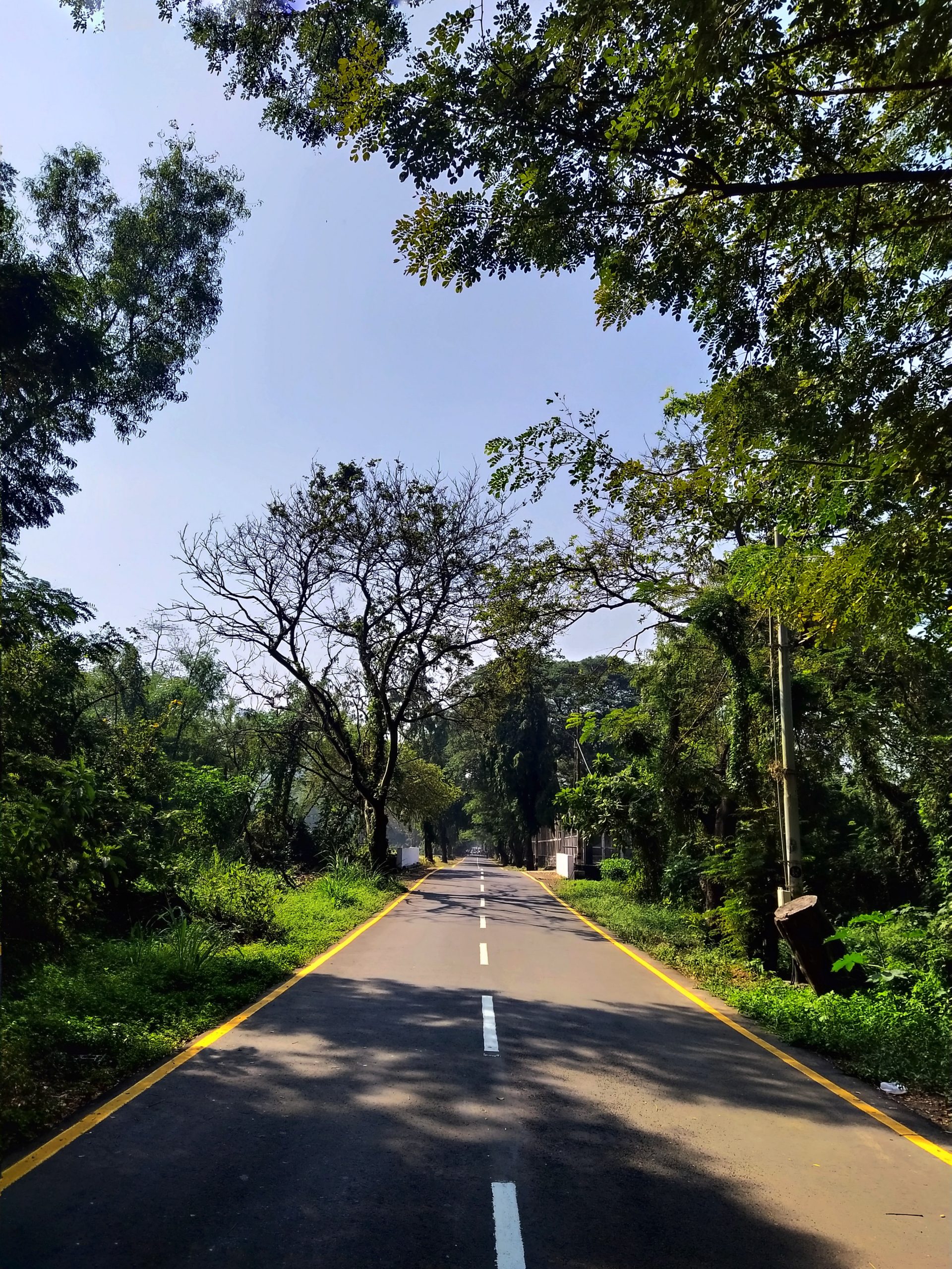 road and trees