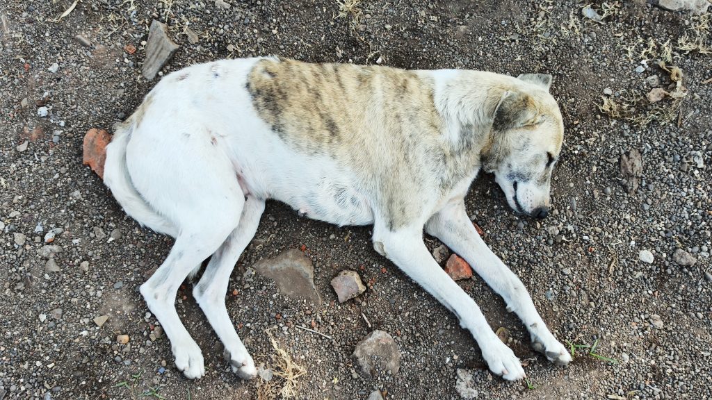 Dog sleeping on the ground - PixaHive