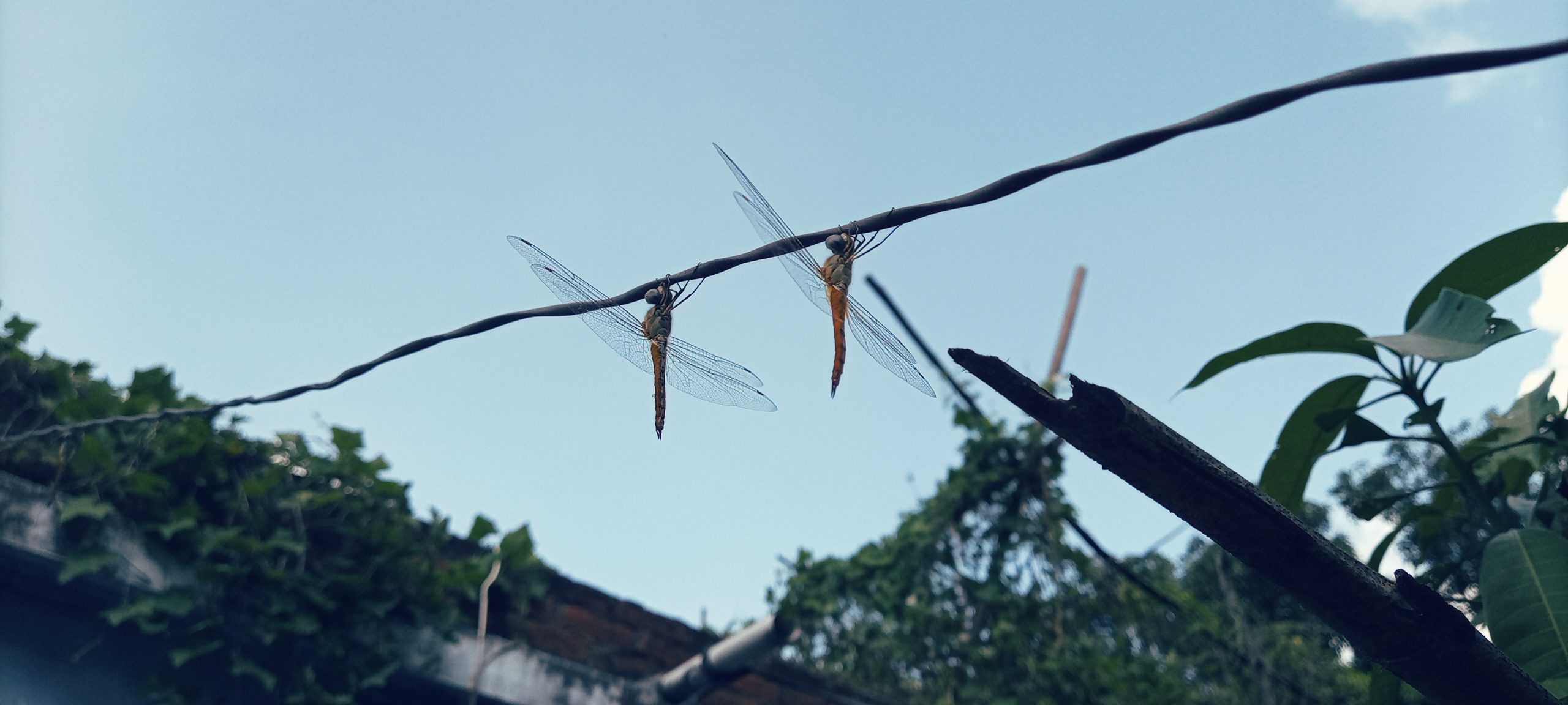 Dragonflies on a wire