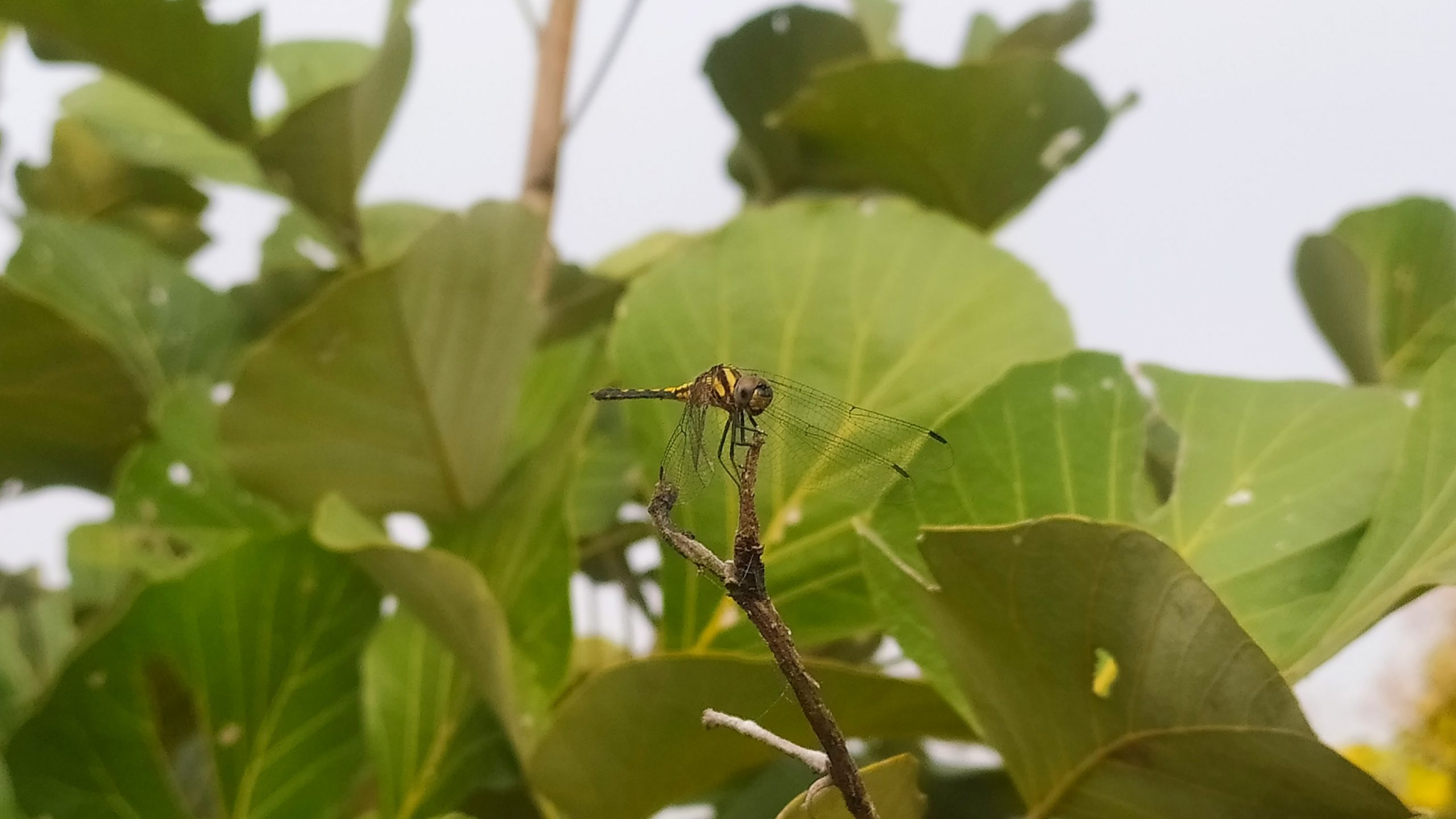 Dragonfly on plant