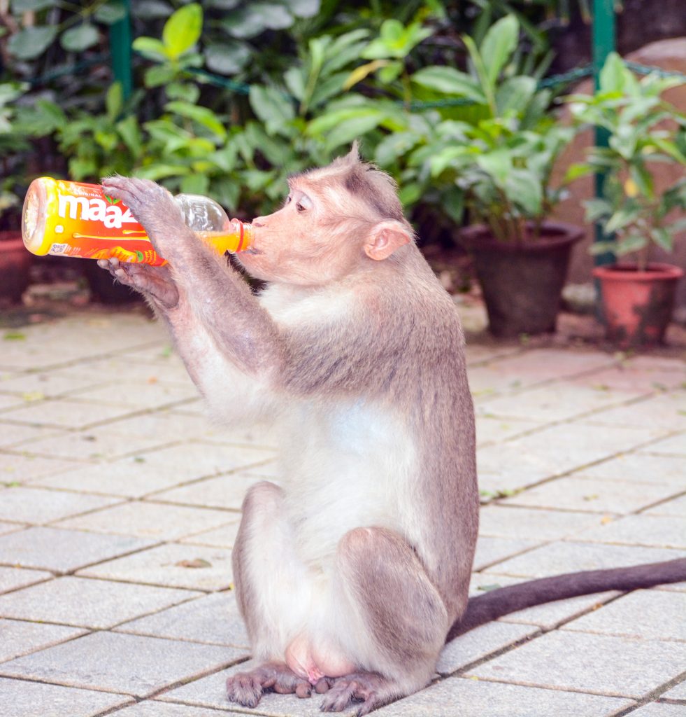 Drinking Monkey - PixaHive