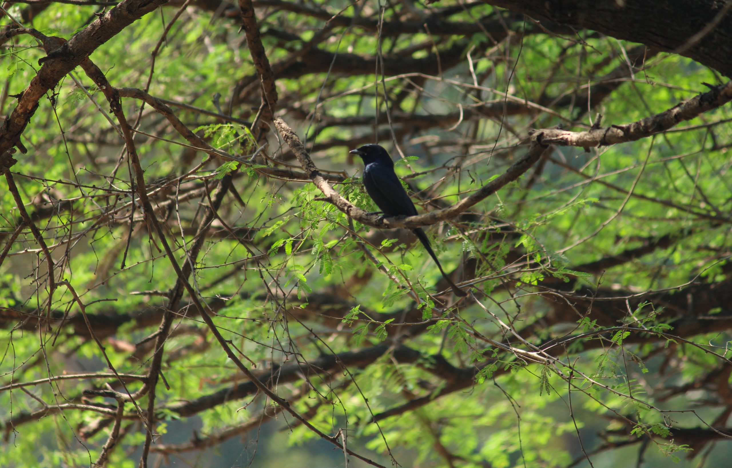 Bird sitting on tree