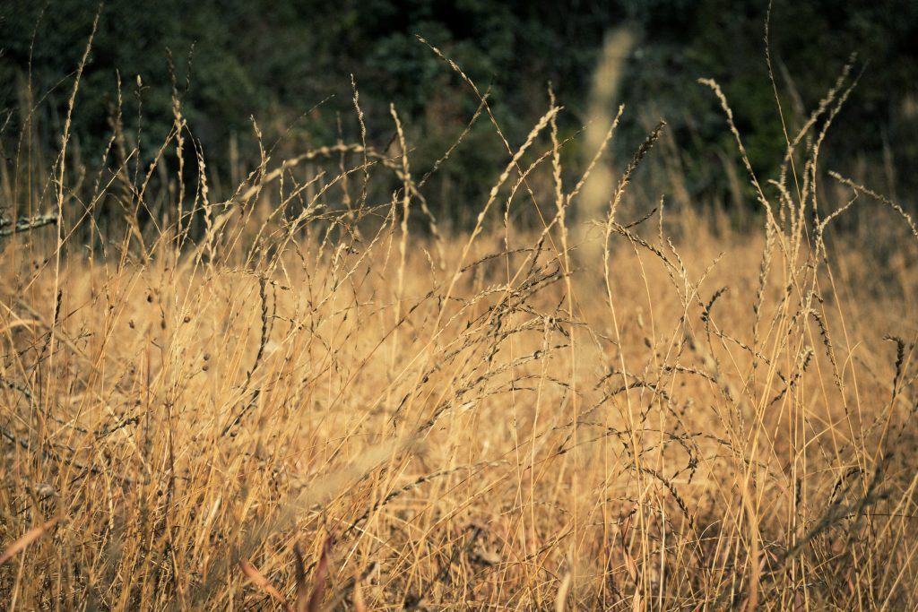 Dry grass - PixaHive