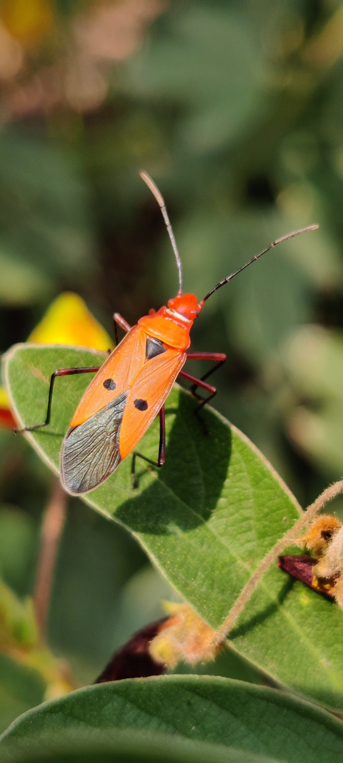 Dysdercus cingulatus