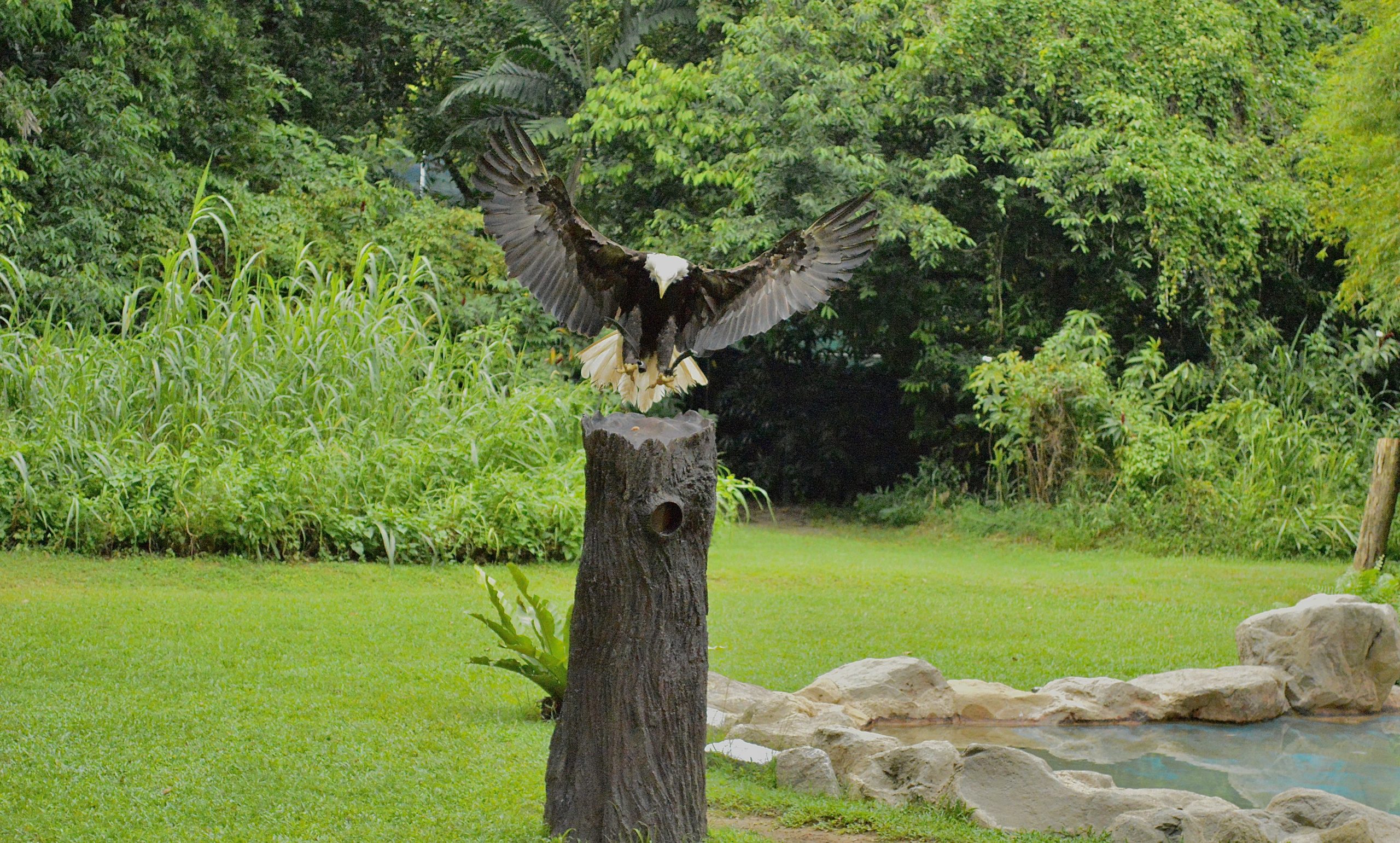 Eagle landing on wooden pole