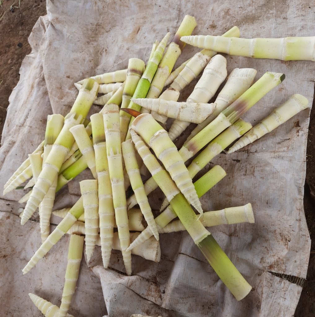 Edible bamboo shoots PixaHive