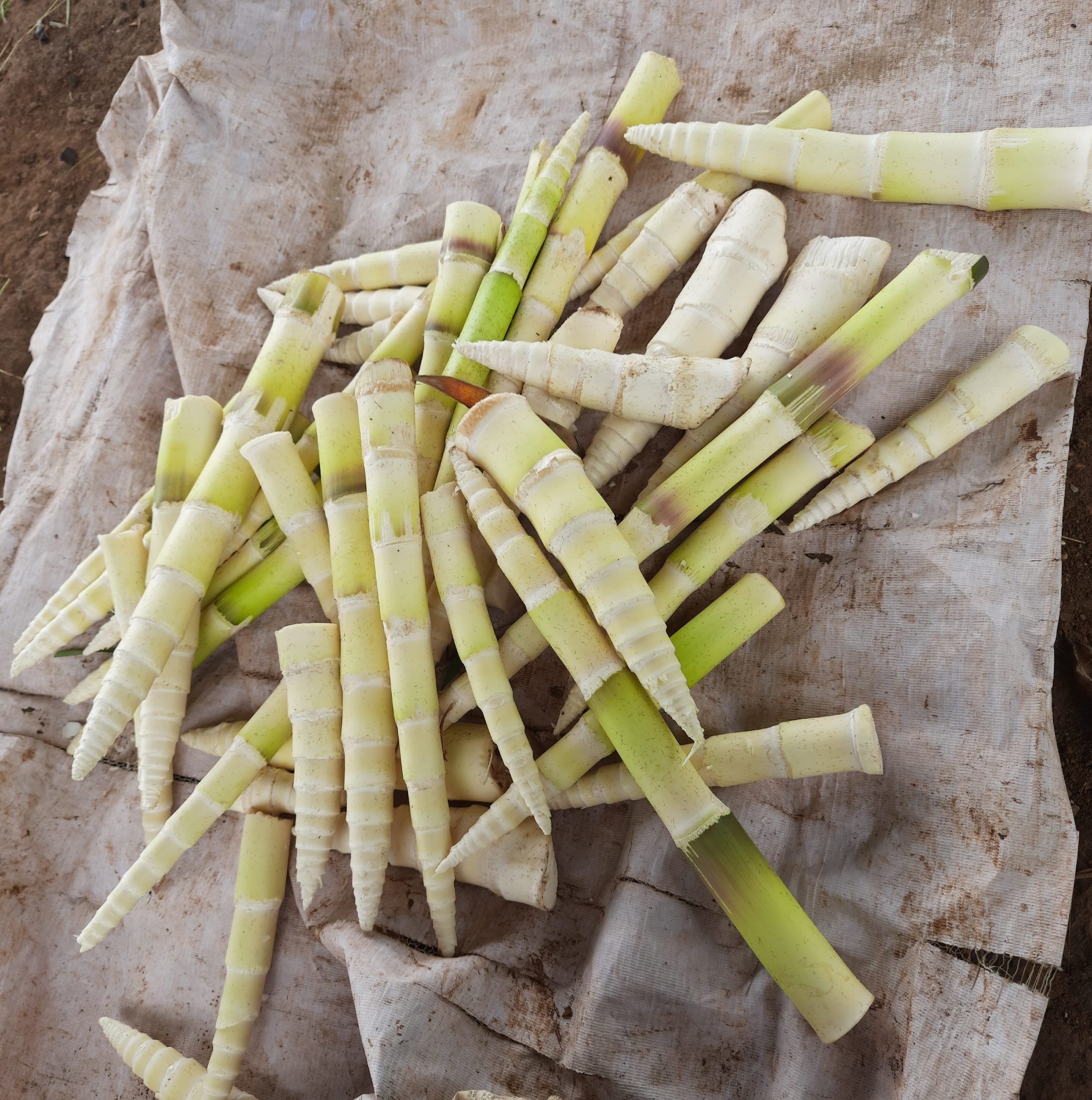 Edible bamboo shoots