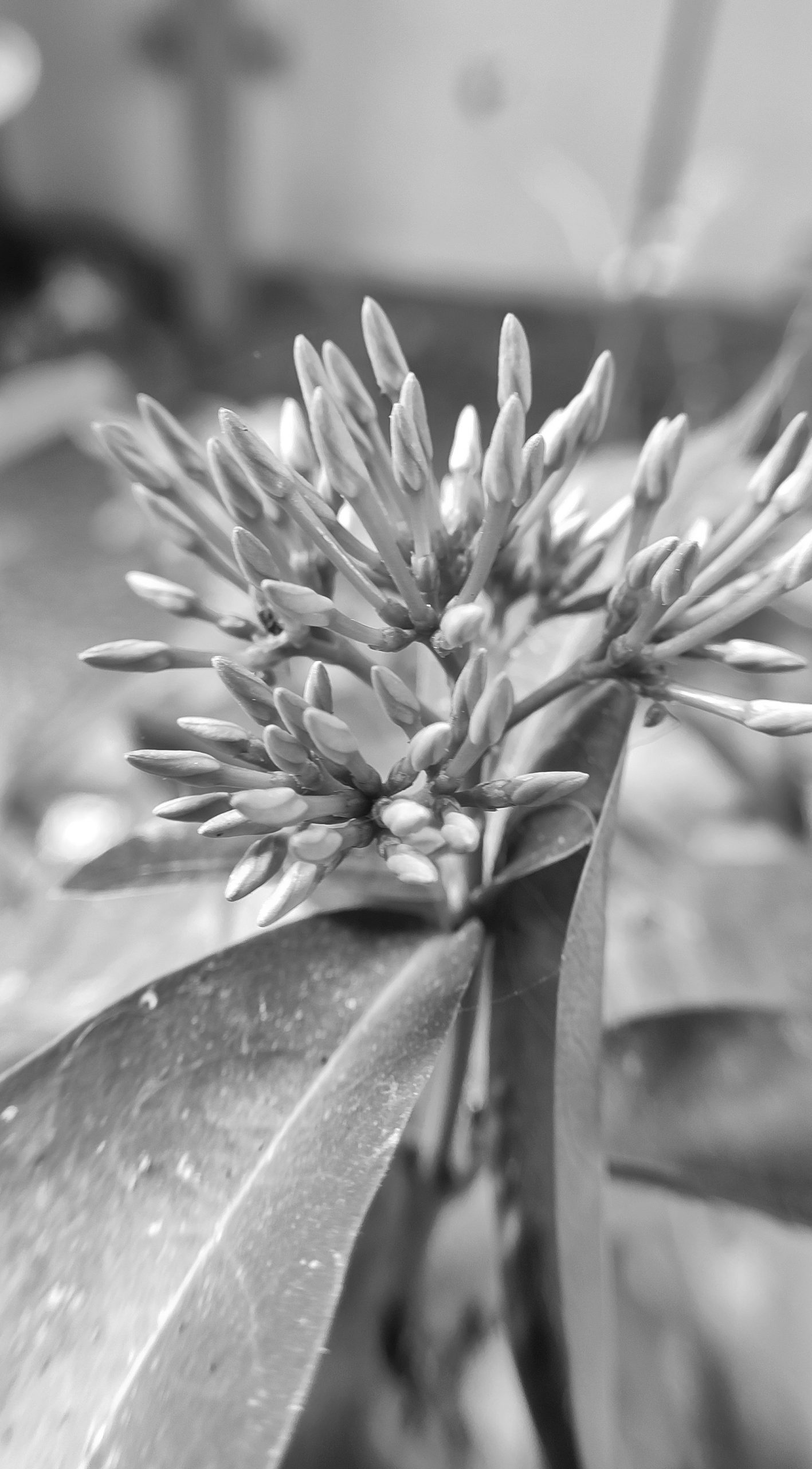 Emerging buds