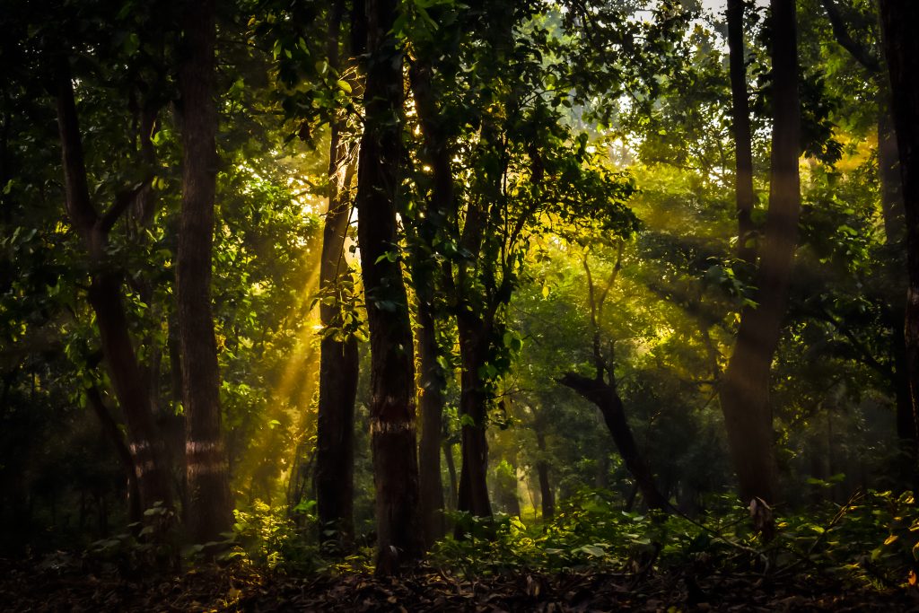 light that filters through trees - PixaHive