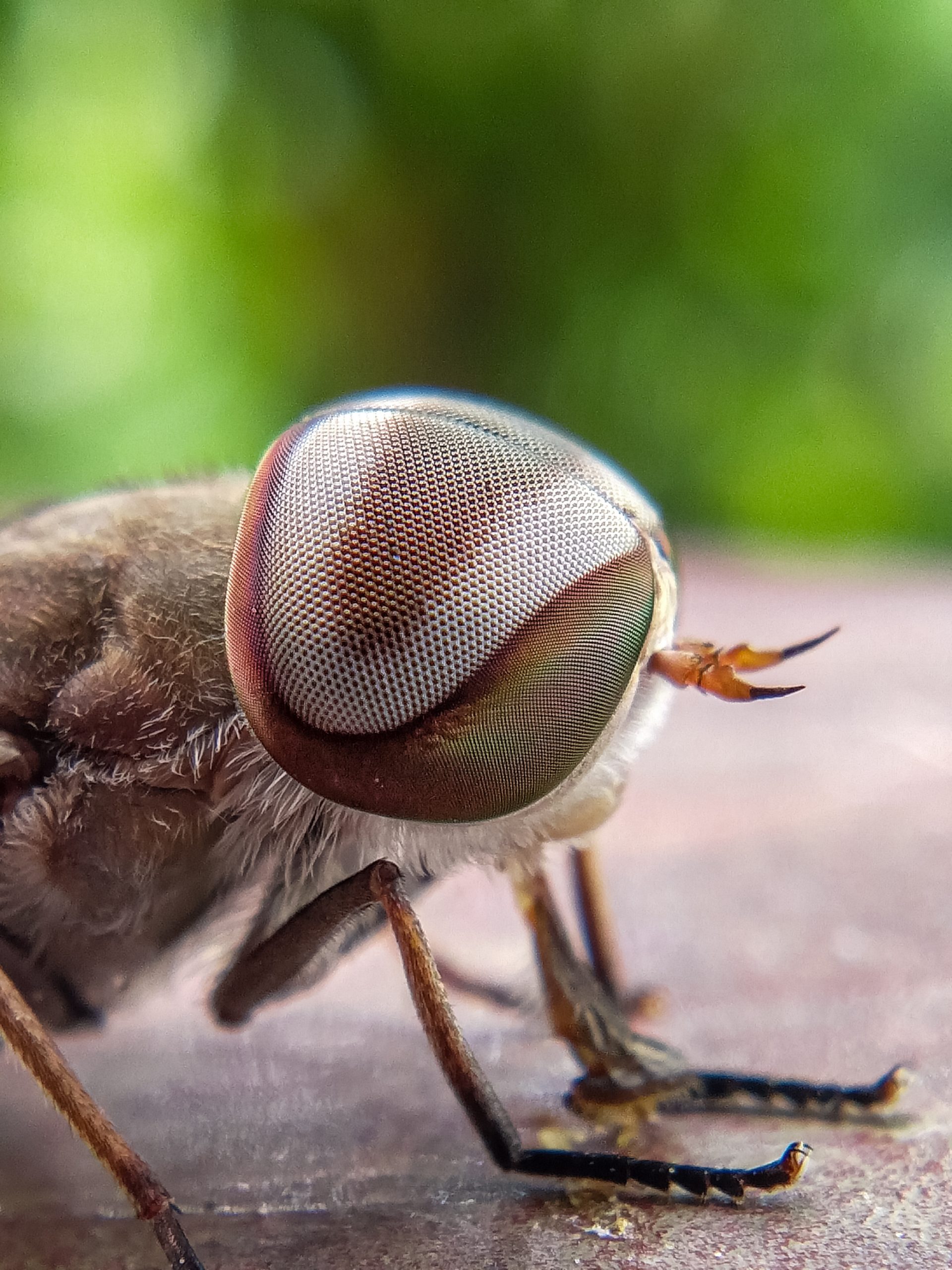 Eye of an insect