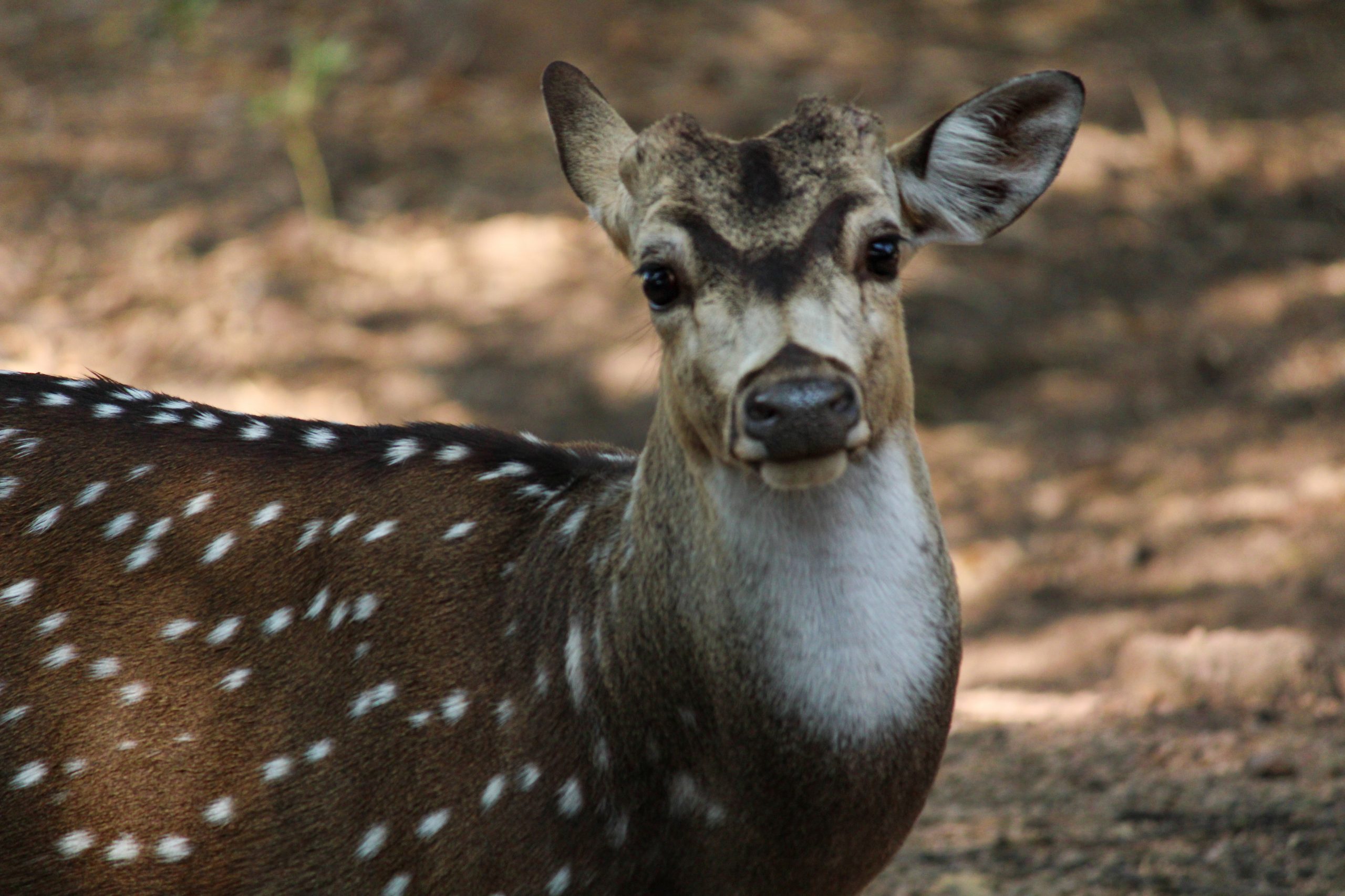 A spotted deer