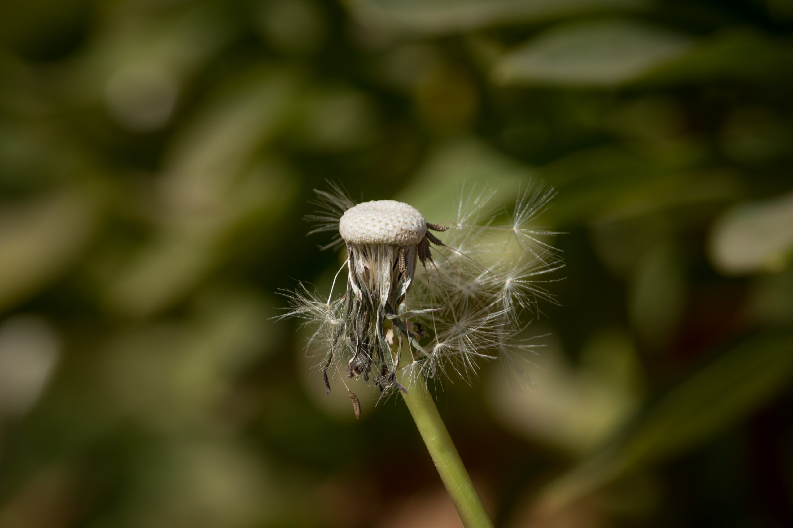 Dandelion plant
