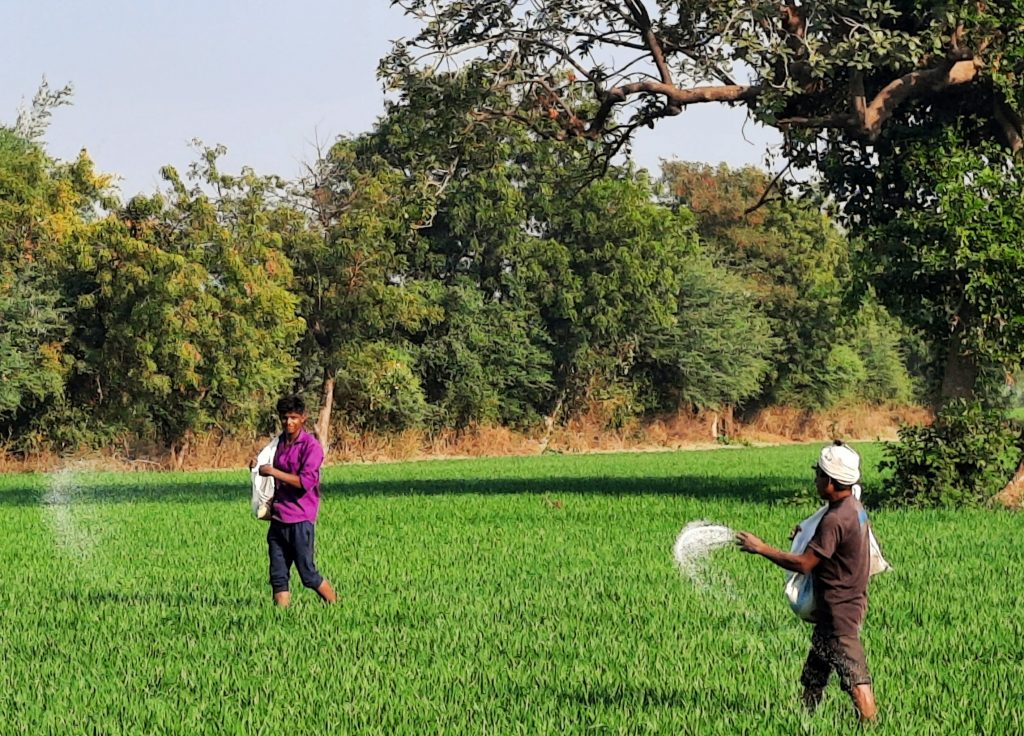 Farmers throwing fertilizers in fields PixaHive