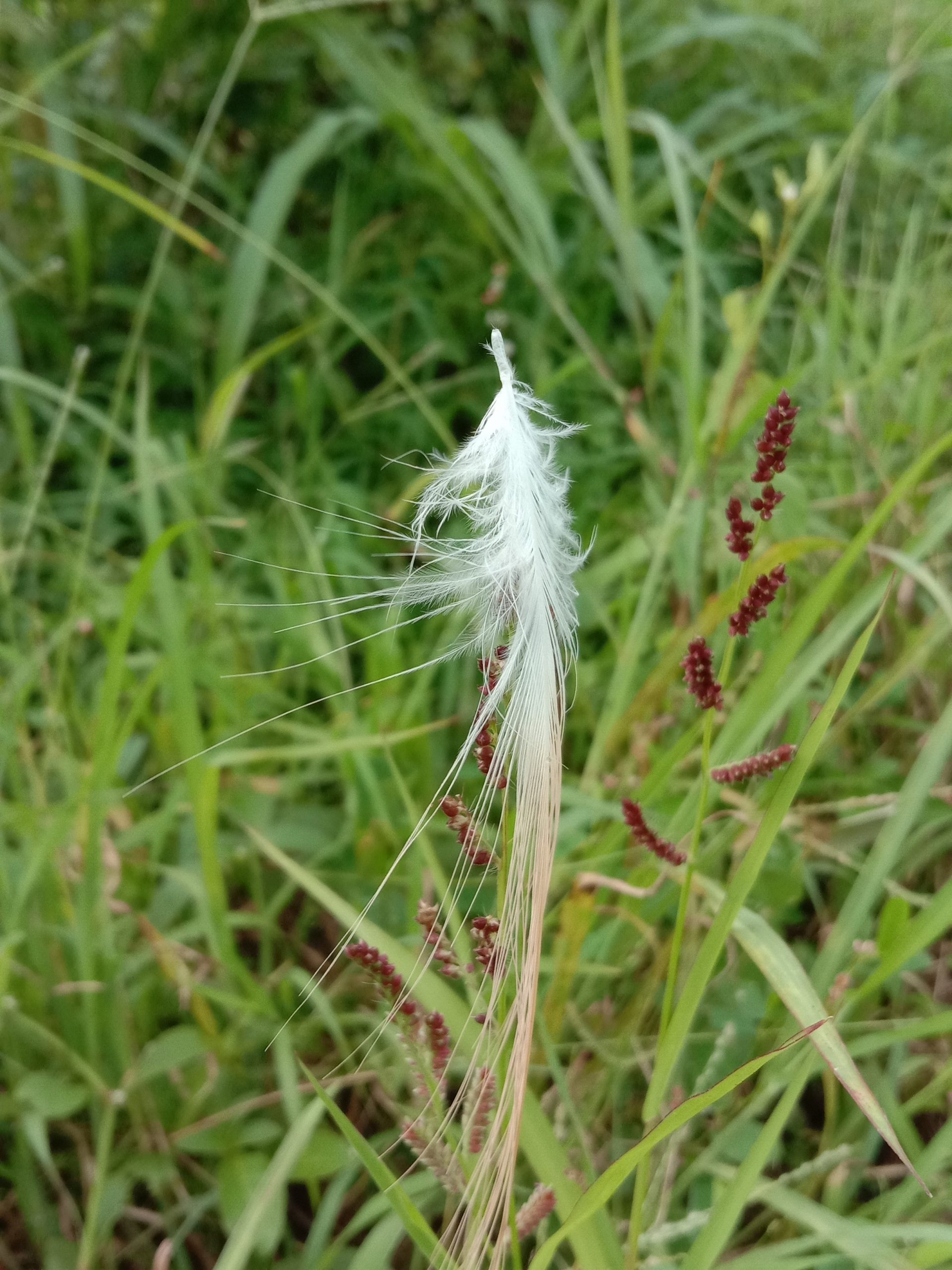 A bird's feather fallen in grass