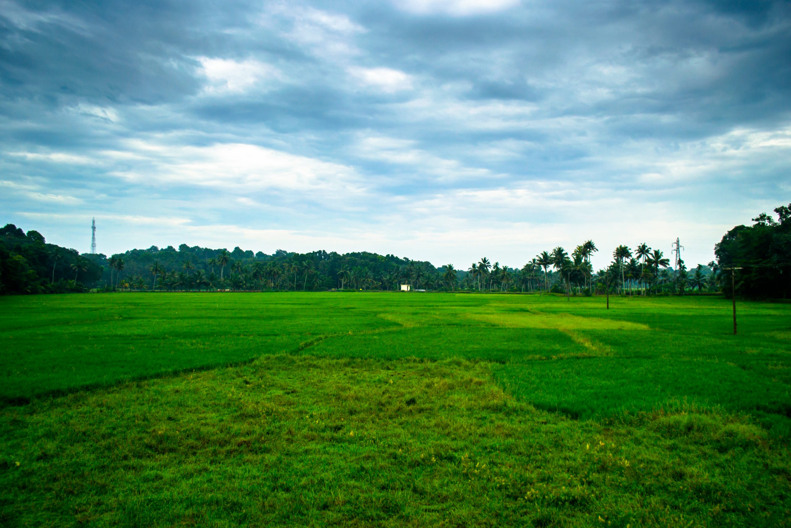 Fields of Pathanamthitta village