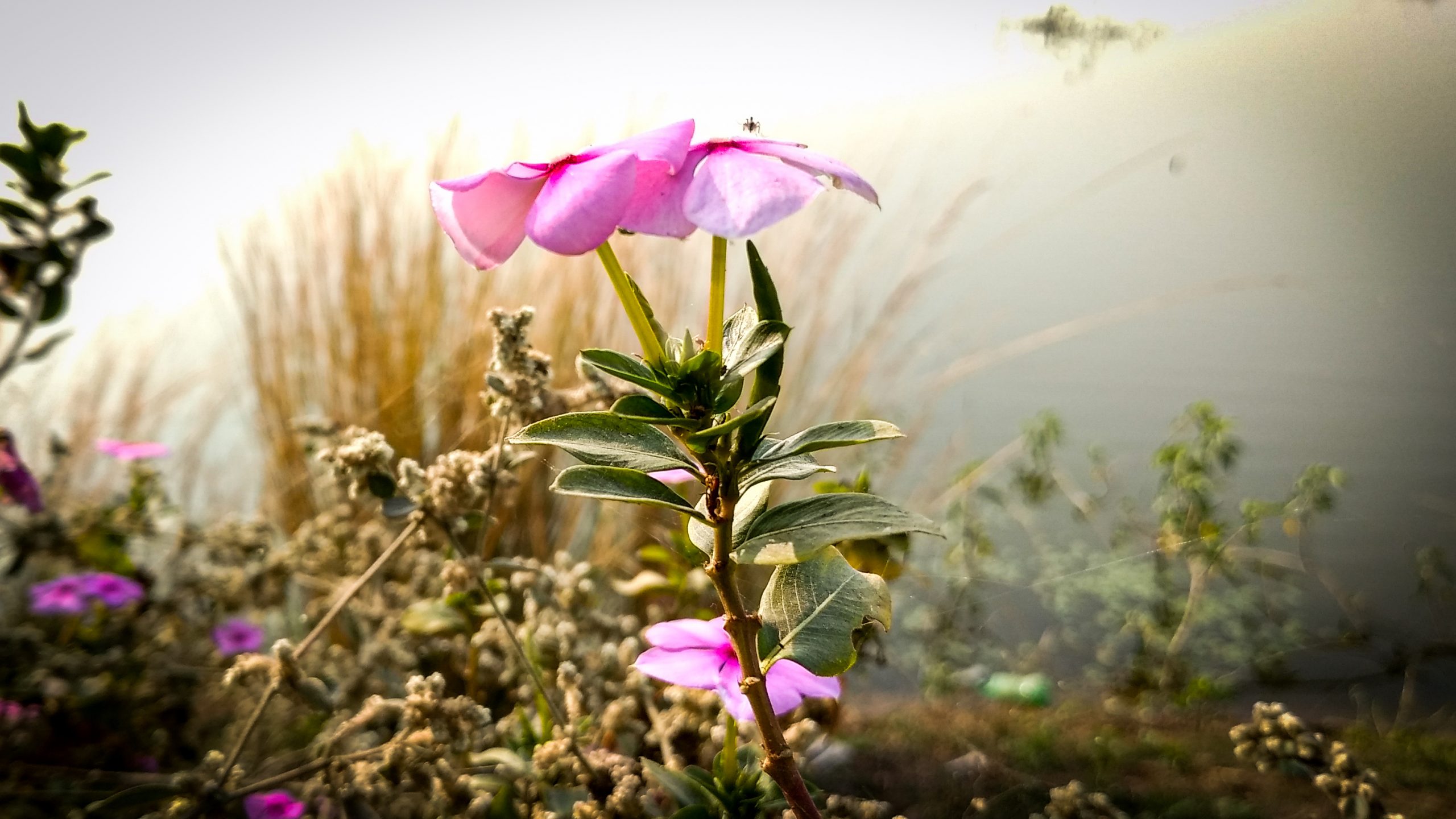 flower