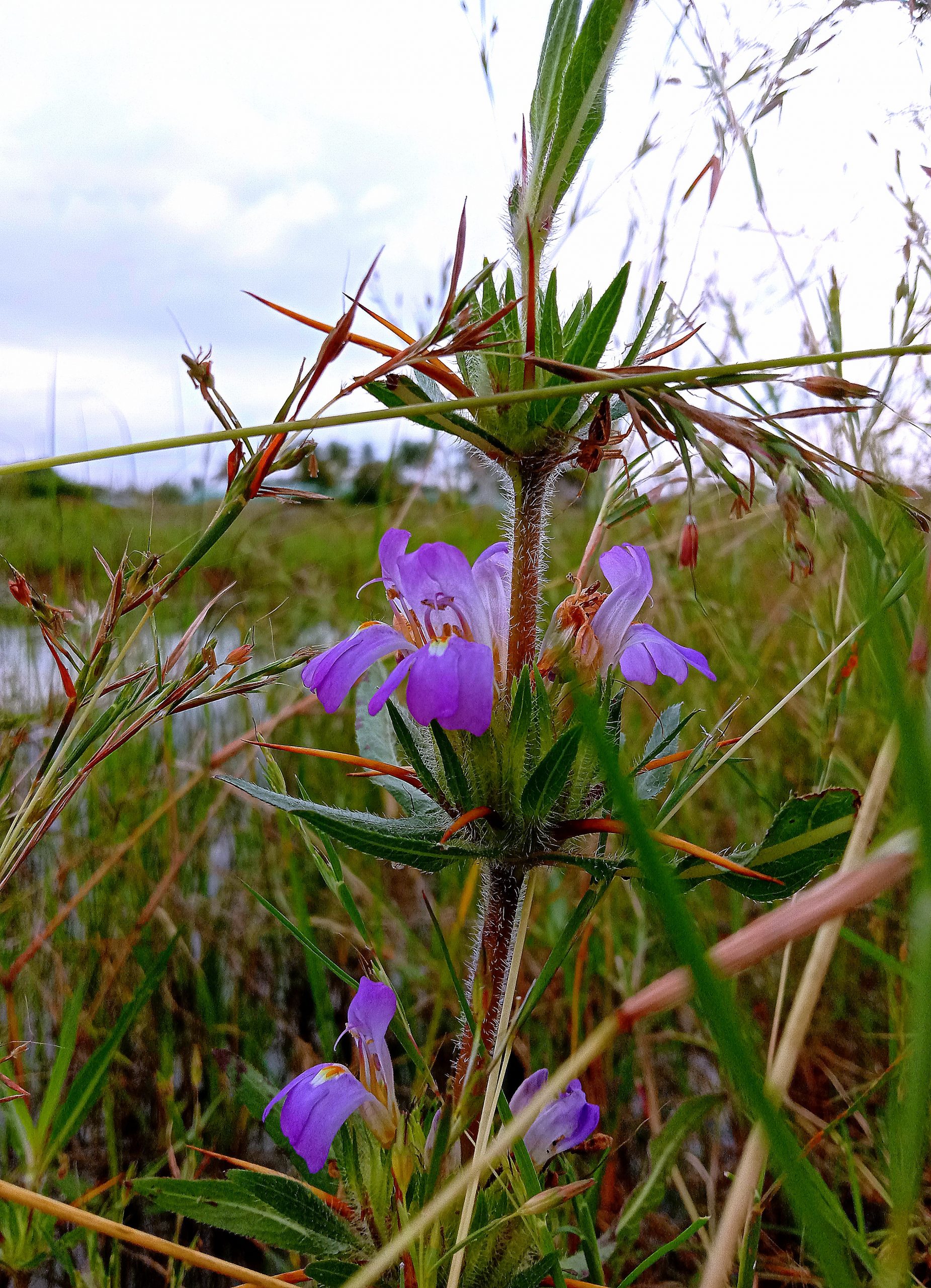 Flowering plant